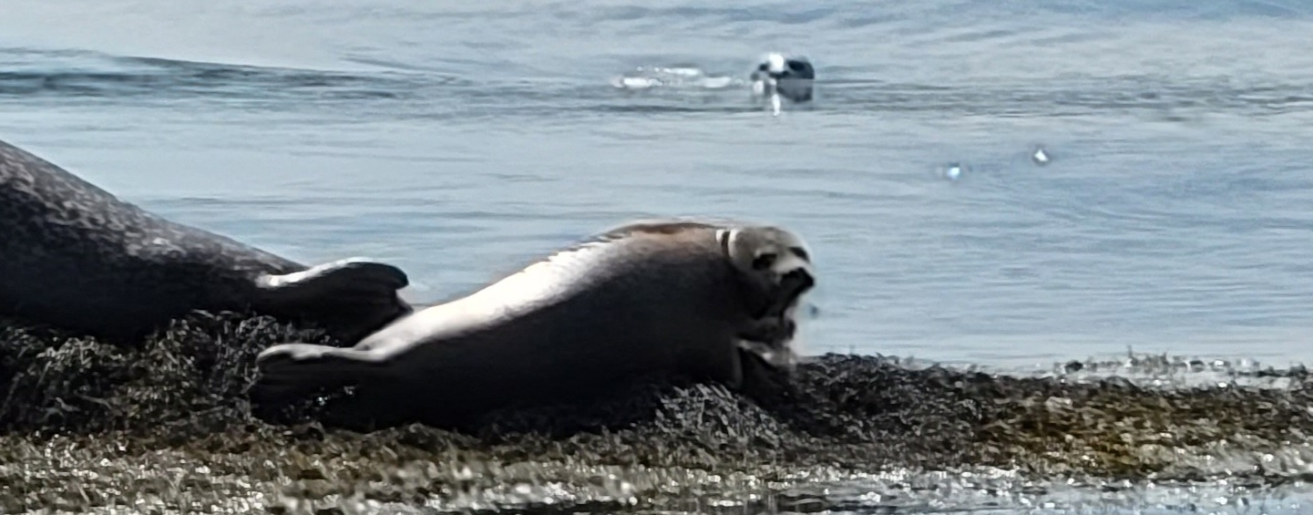Sea Lion face by Eastport Maine