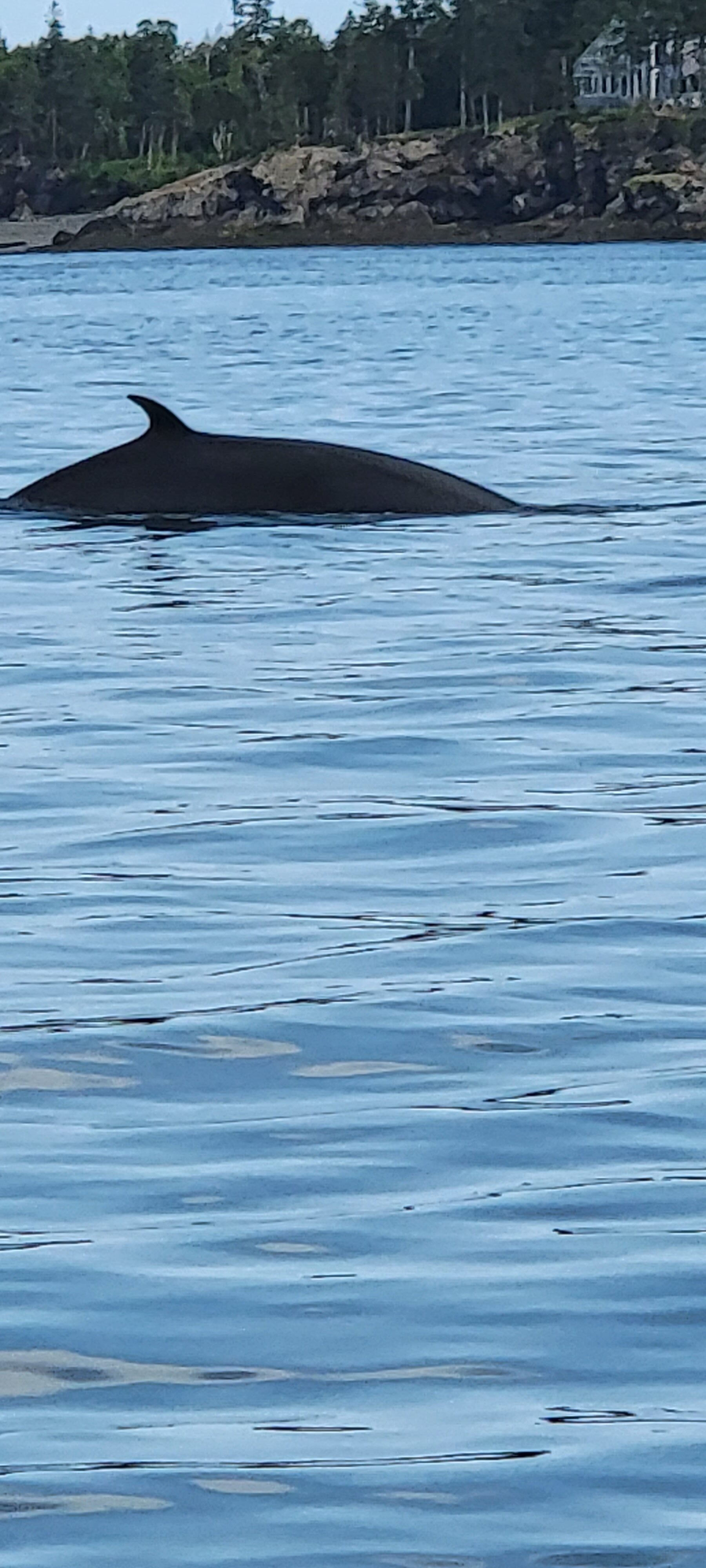 Whale watching in Eastport Maine - Minke Whale sighting
