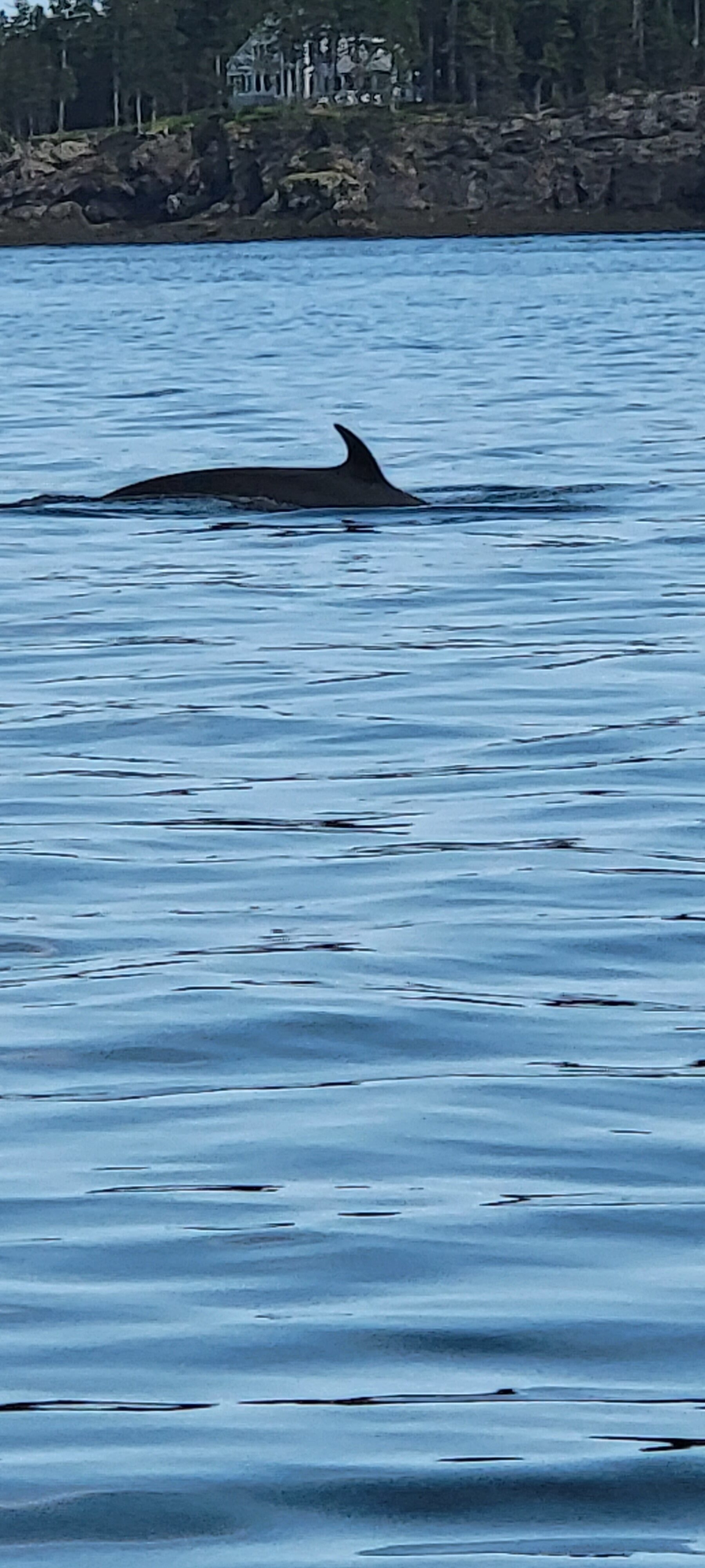 Minke Whales spotted in Eastport Maine