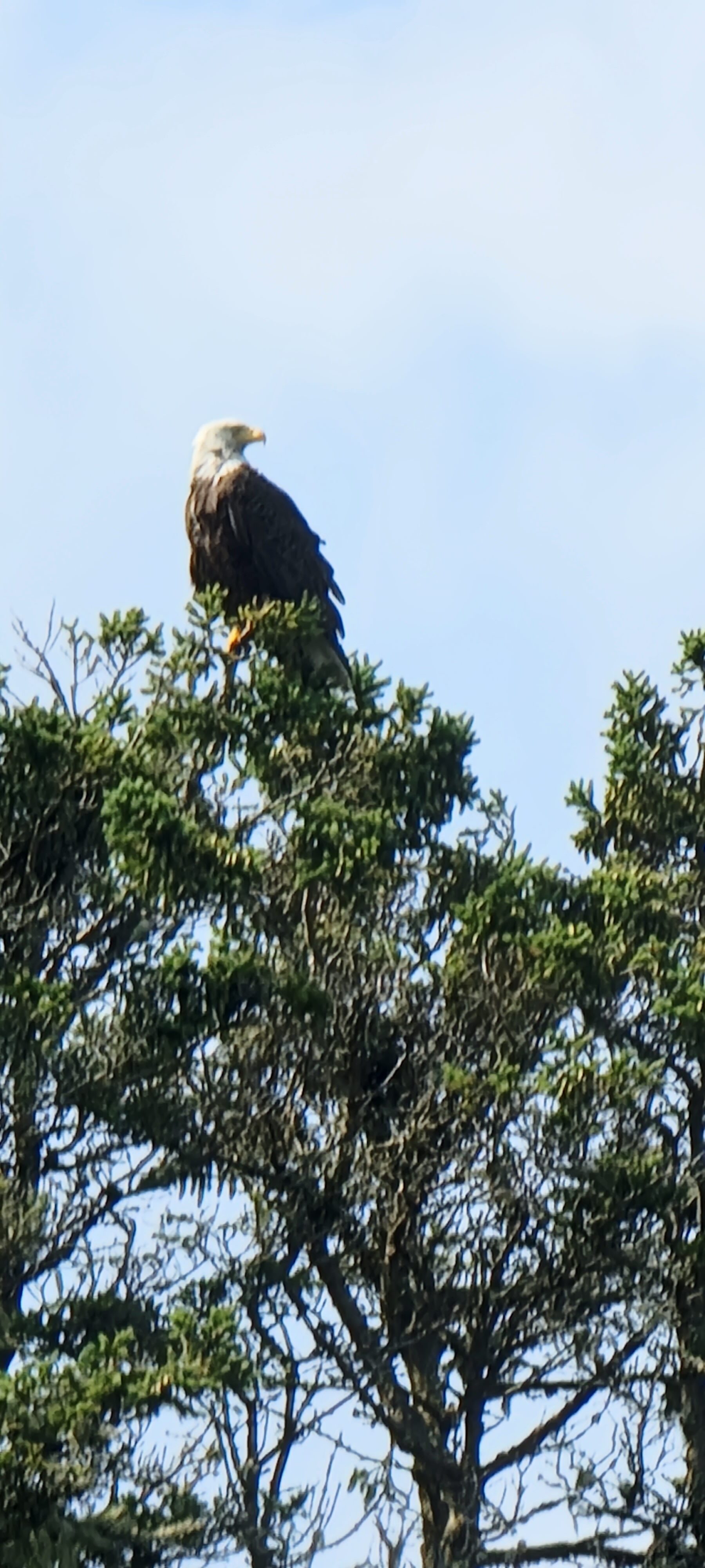 Bald eagle whale watching in Maine