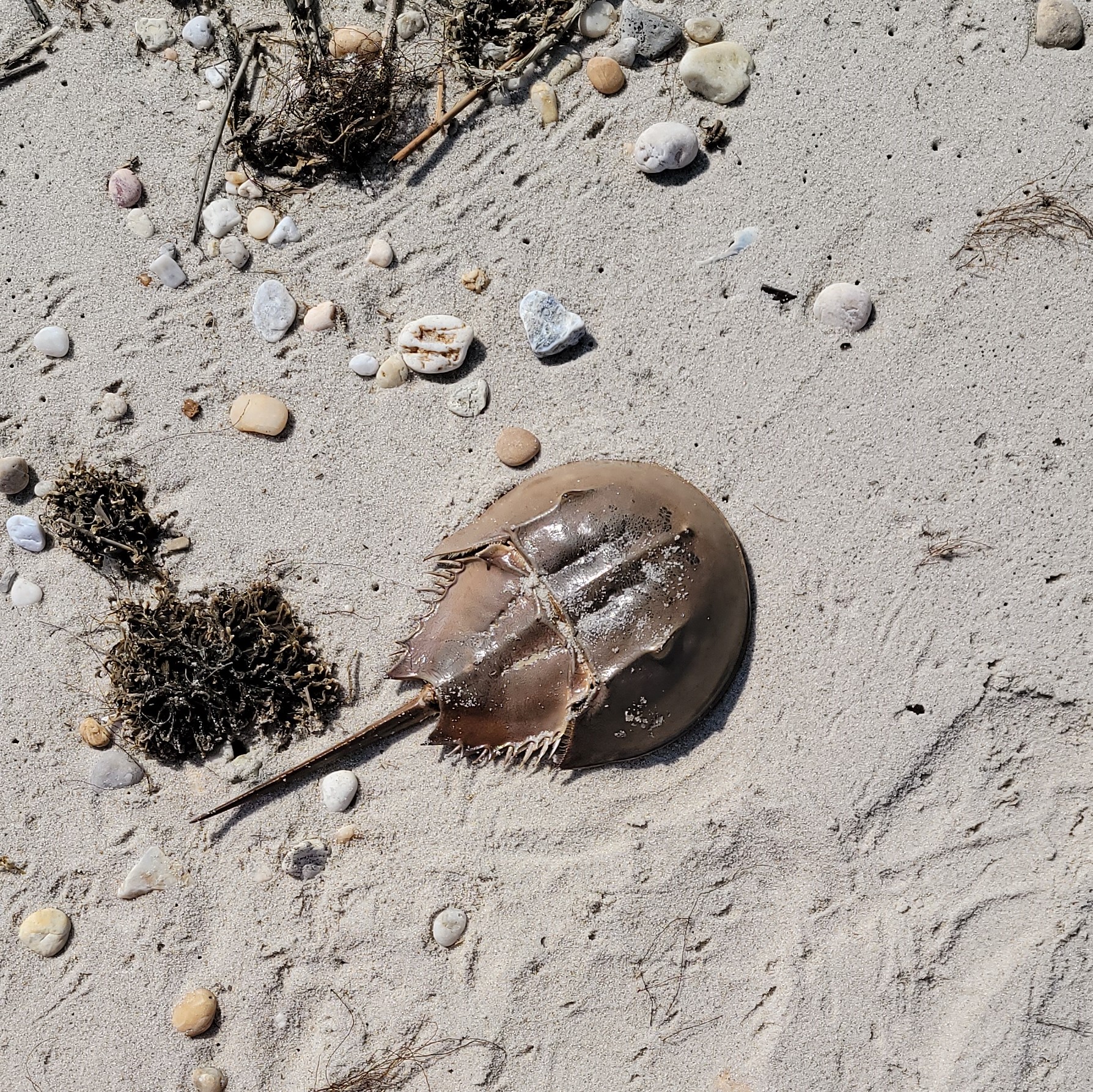 Delaware Horseshoe crabs