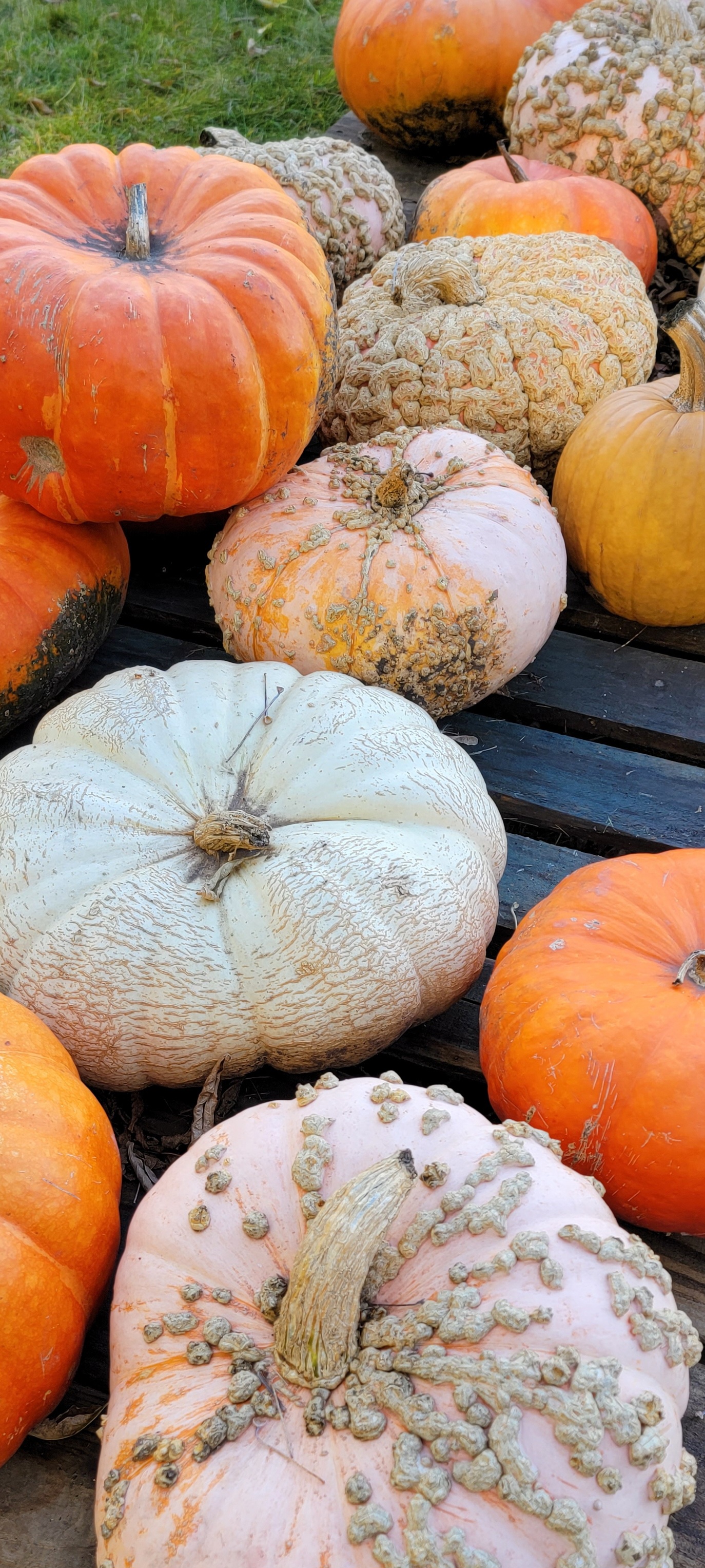 The pumpkins are very pretty and varied colors in the fall