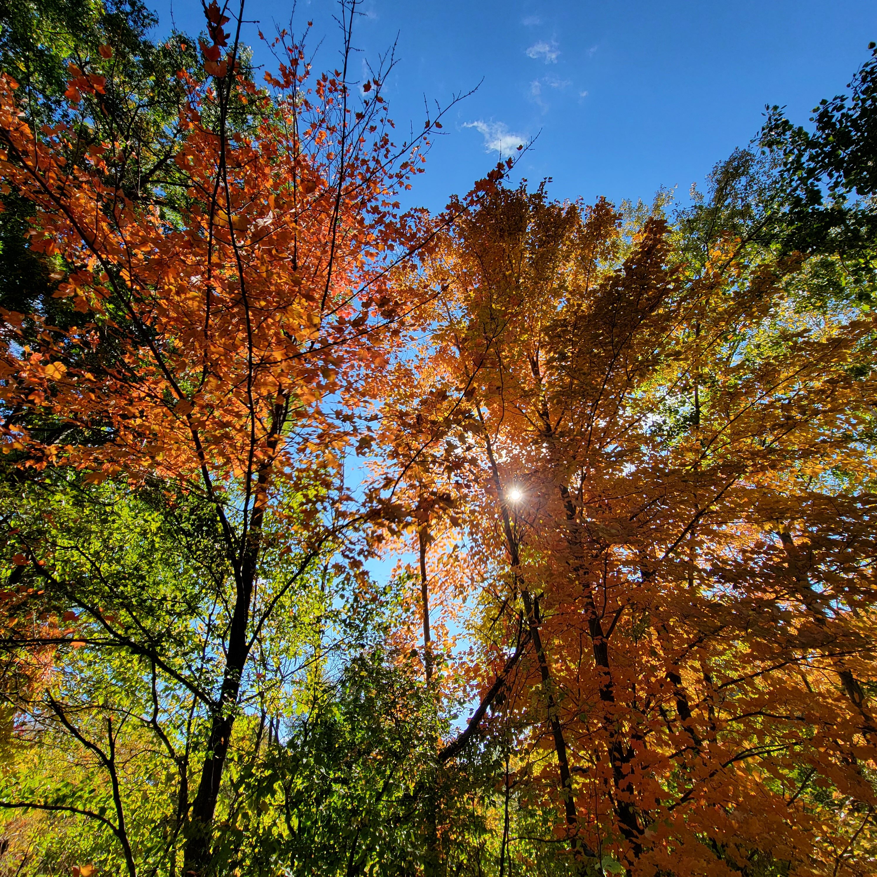 Tree line view of Minnesota fall colors