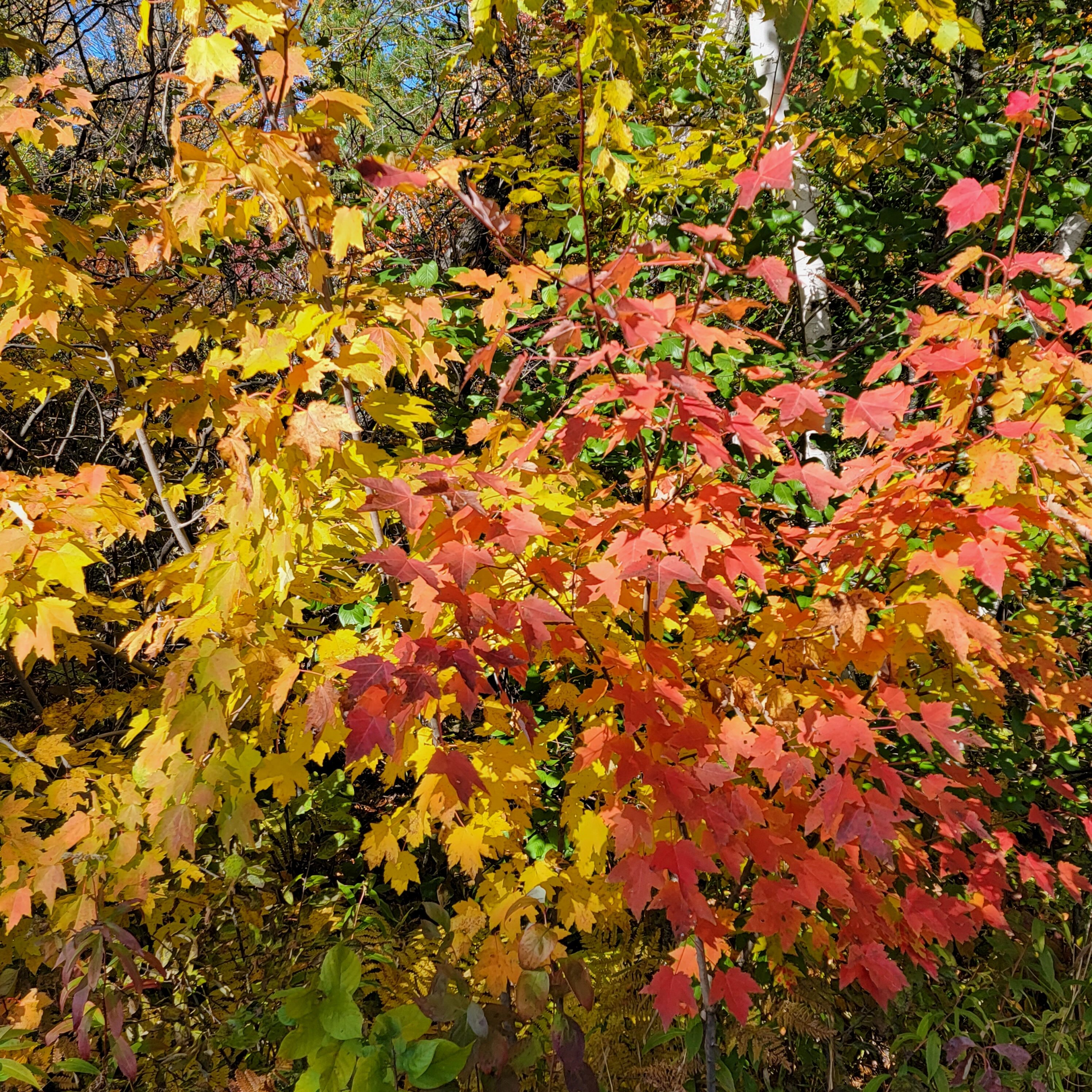 A Minnesota fall color guide