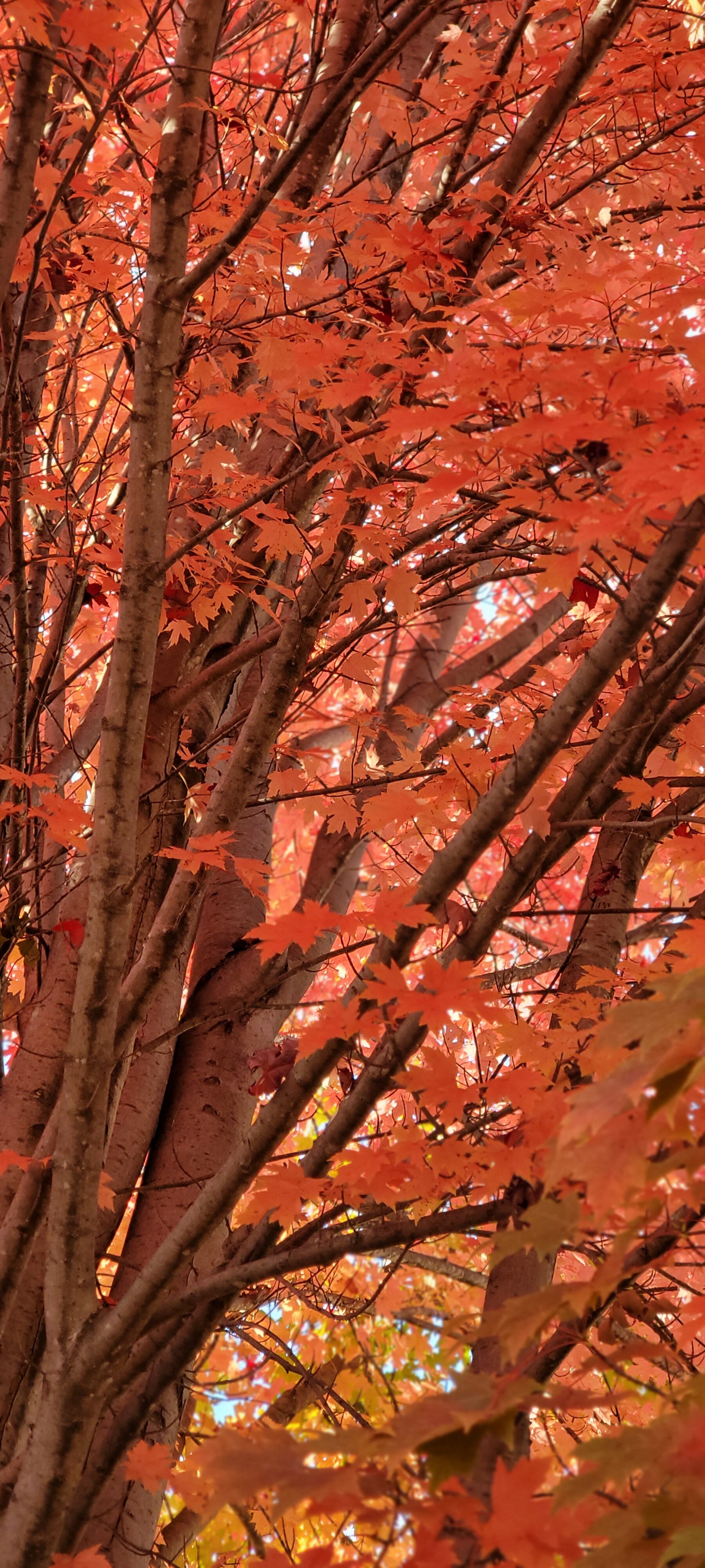 The reds of a Minnesota fall