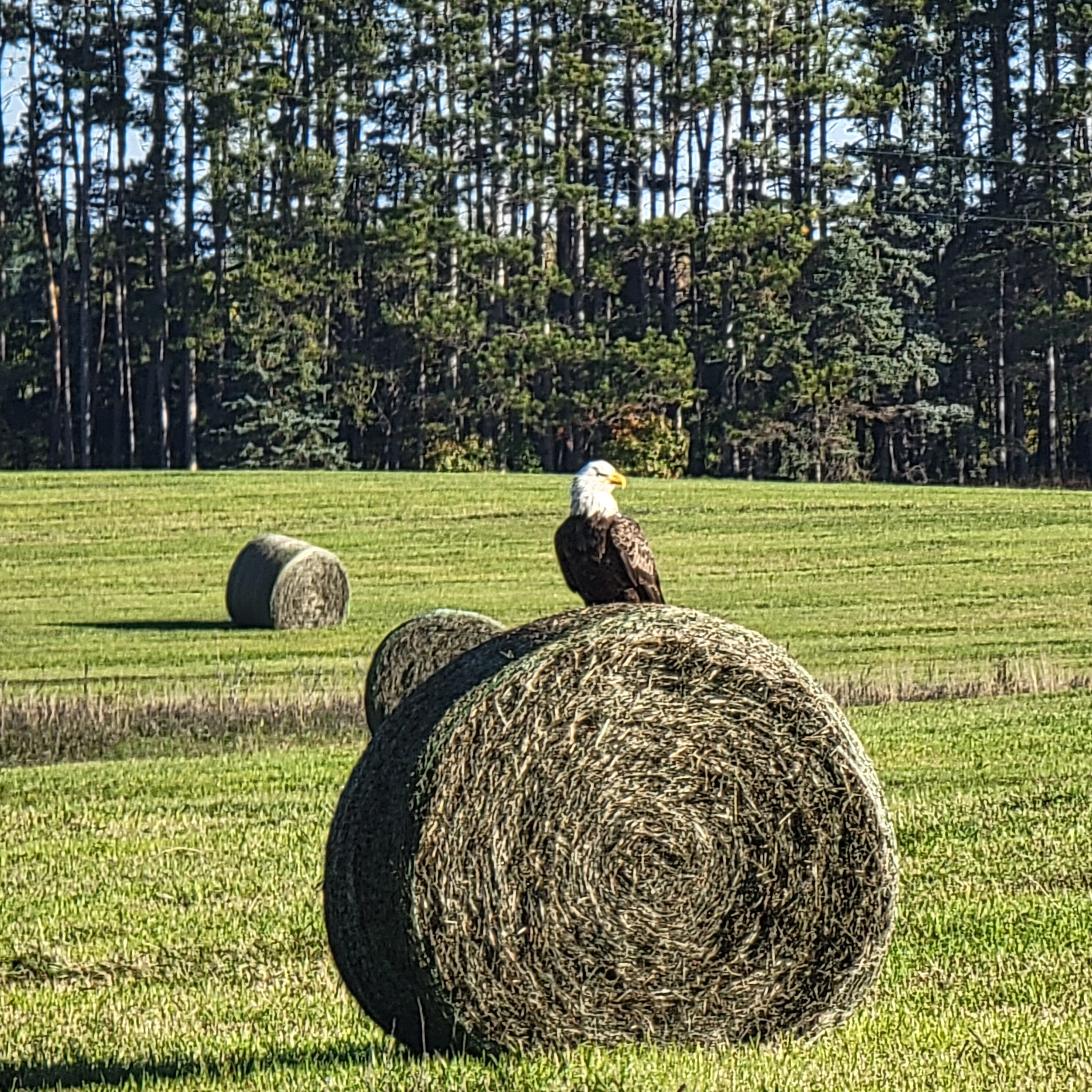 Bald eagle perched on a bale of hay during a Minnesota Fall day