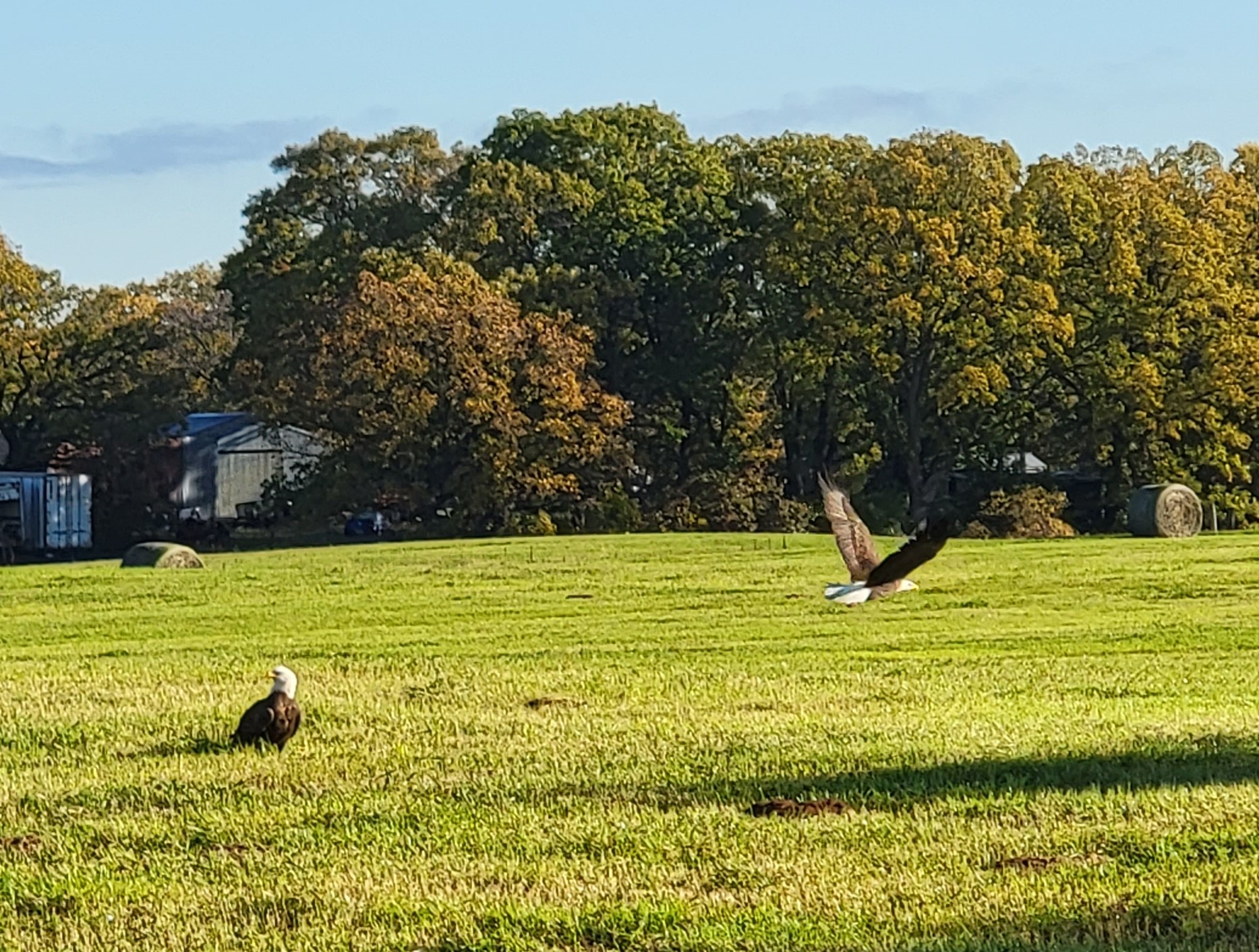 Eagle in flight during a Minnesota fall day