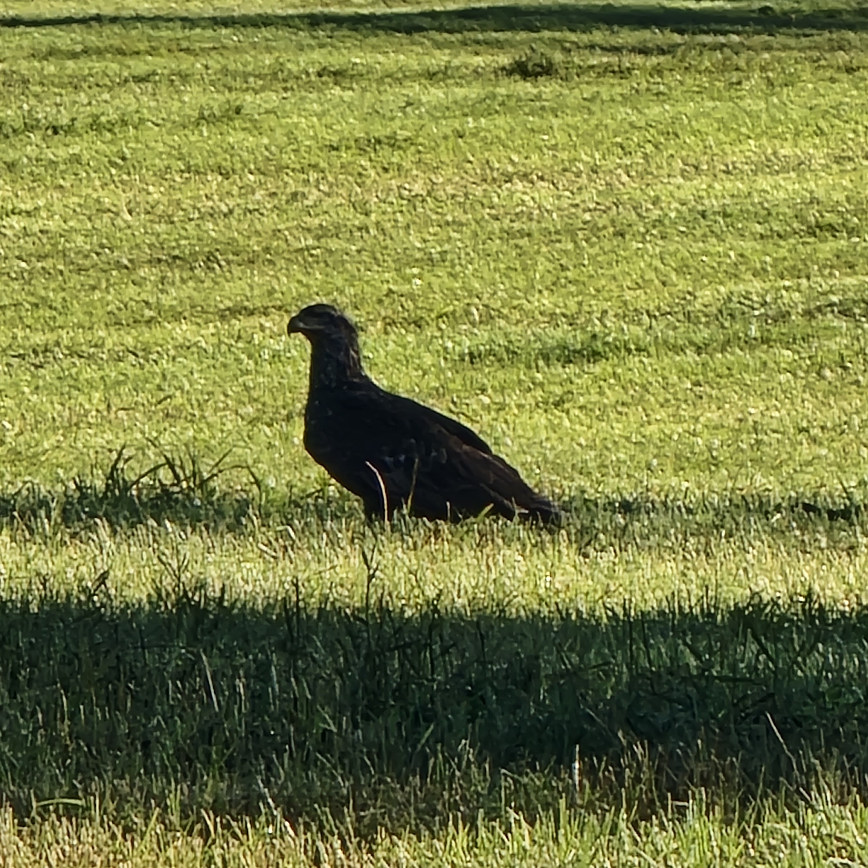 Golden Eagle in hay field in Minnesota during the fall