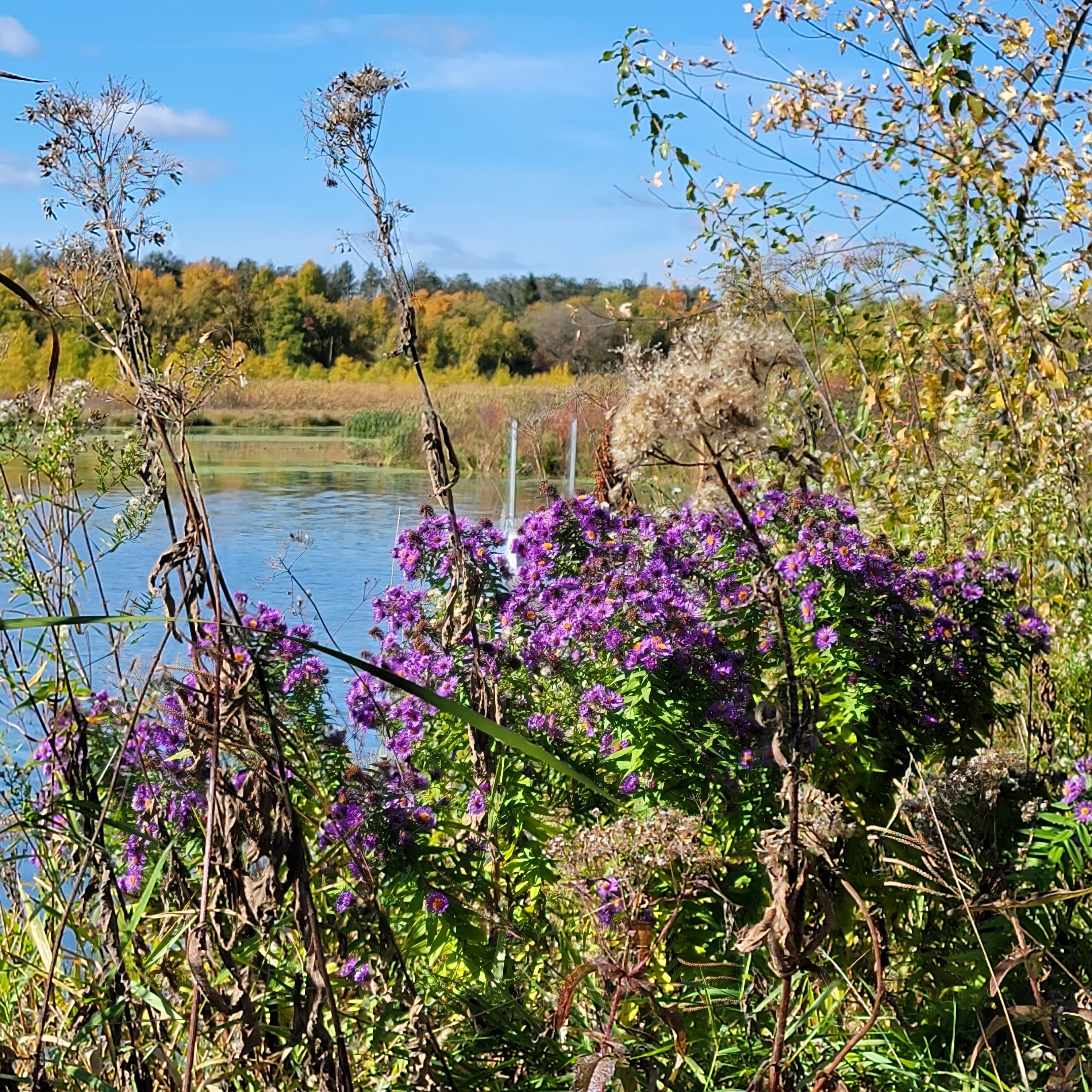 The colors of Fall in Minnesota