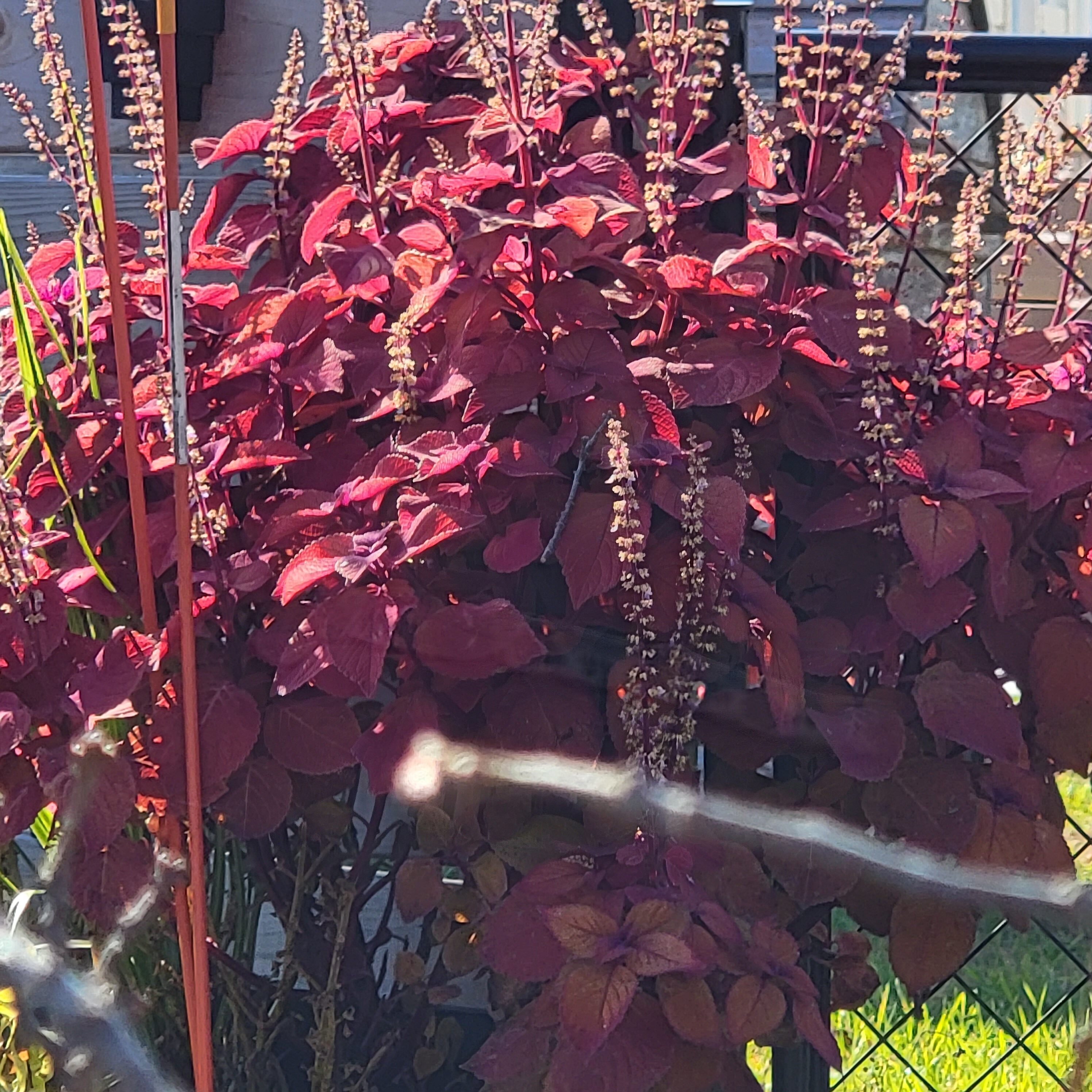 The colors of a Minnesota fall - lovely reds