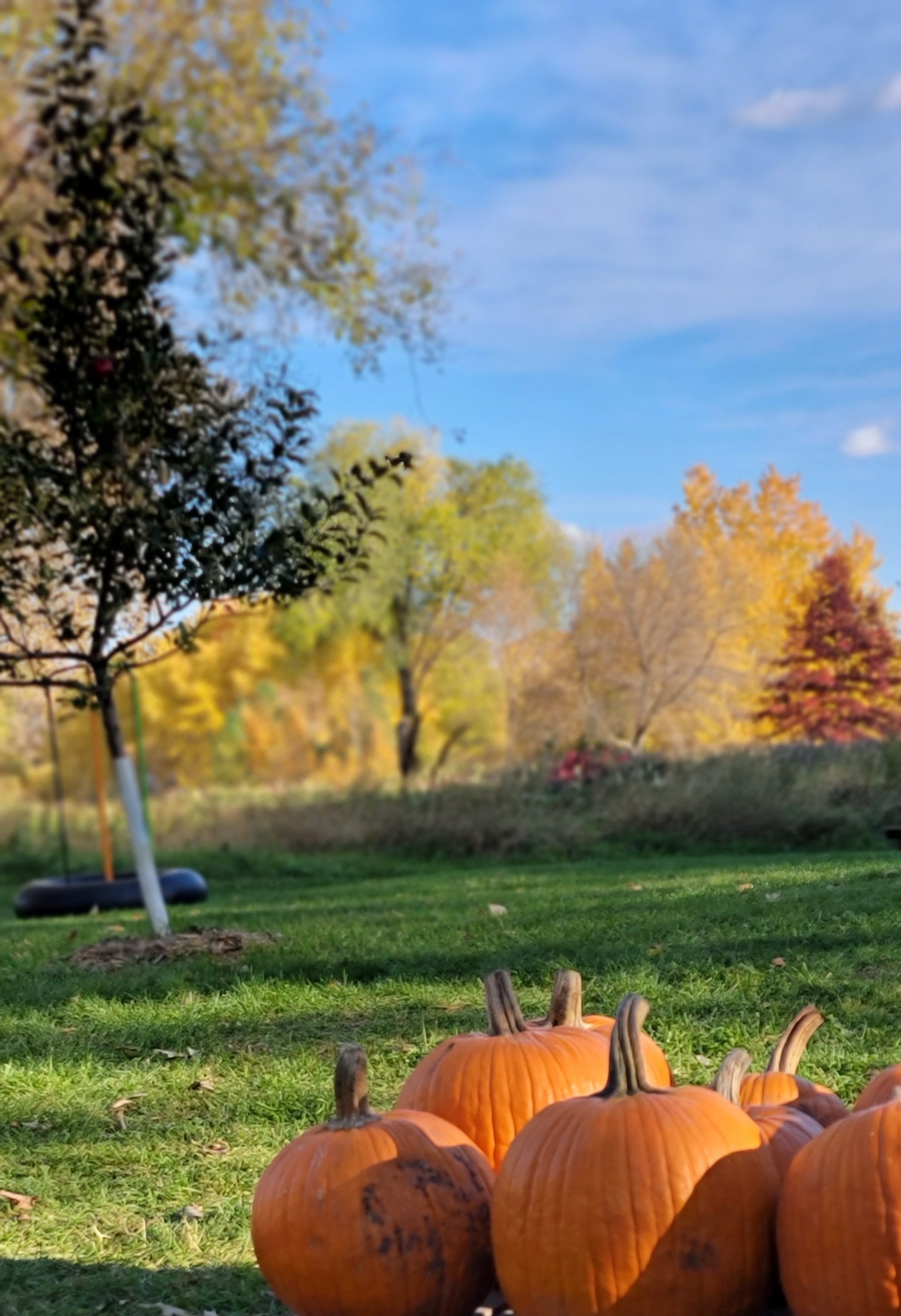 The colors of a Minnesota Fall - oranges, rusts and gold evereywhere