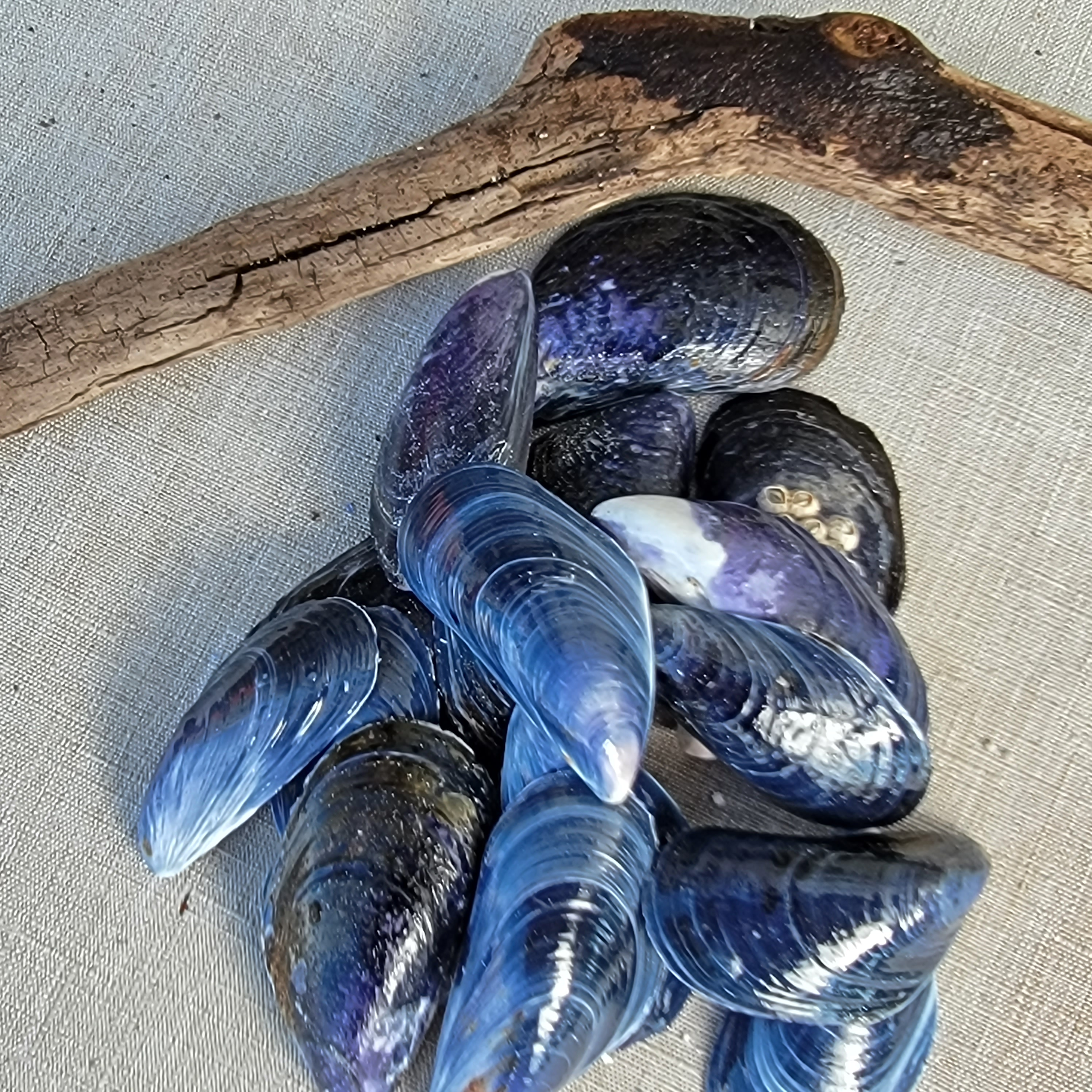 The beautiful colors of shells in Maine