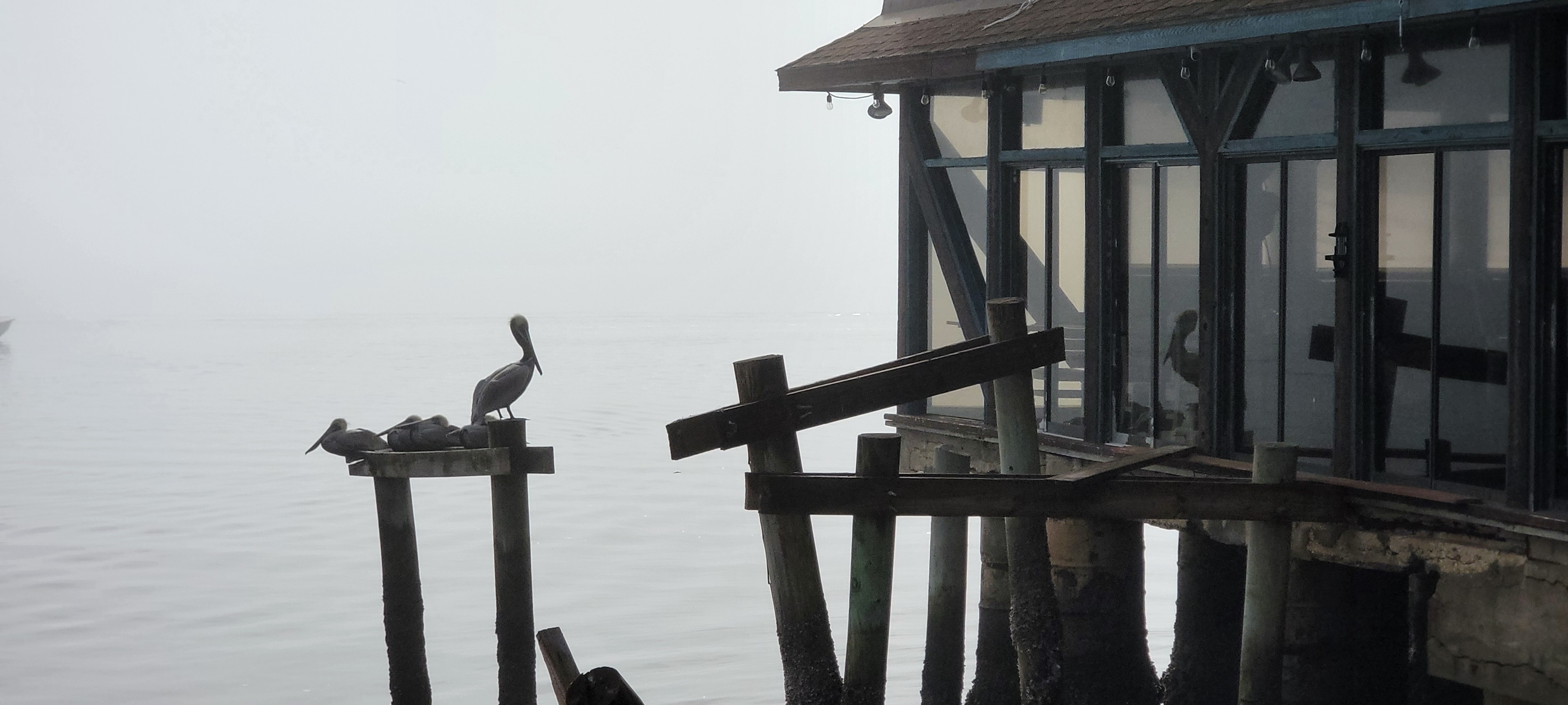 Cedar Key Florida view of gulf with pelican perched on pole