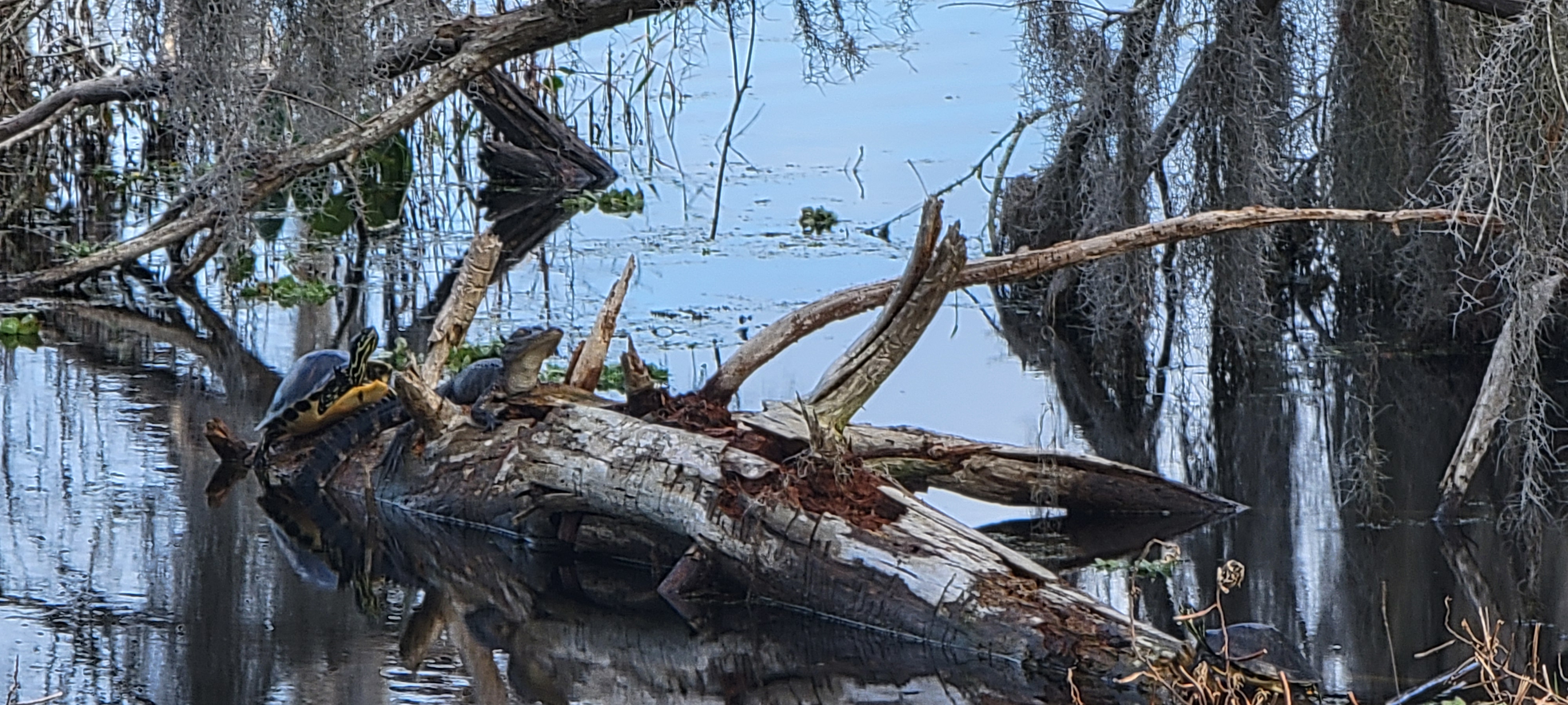 Back to Orange Lake after visit to Cedar Key