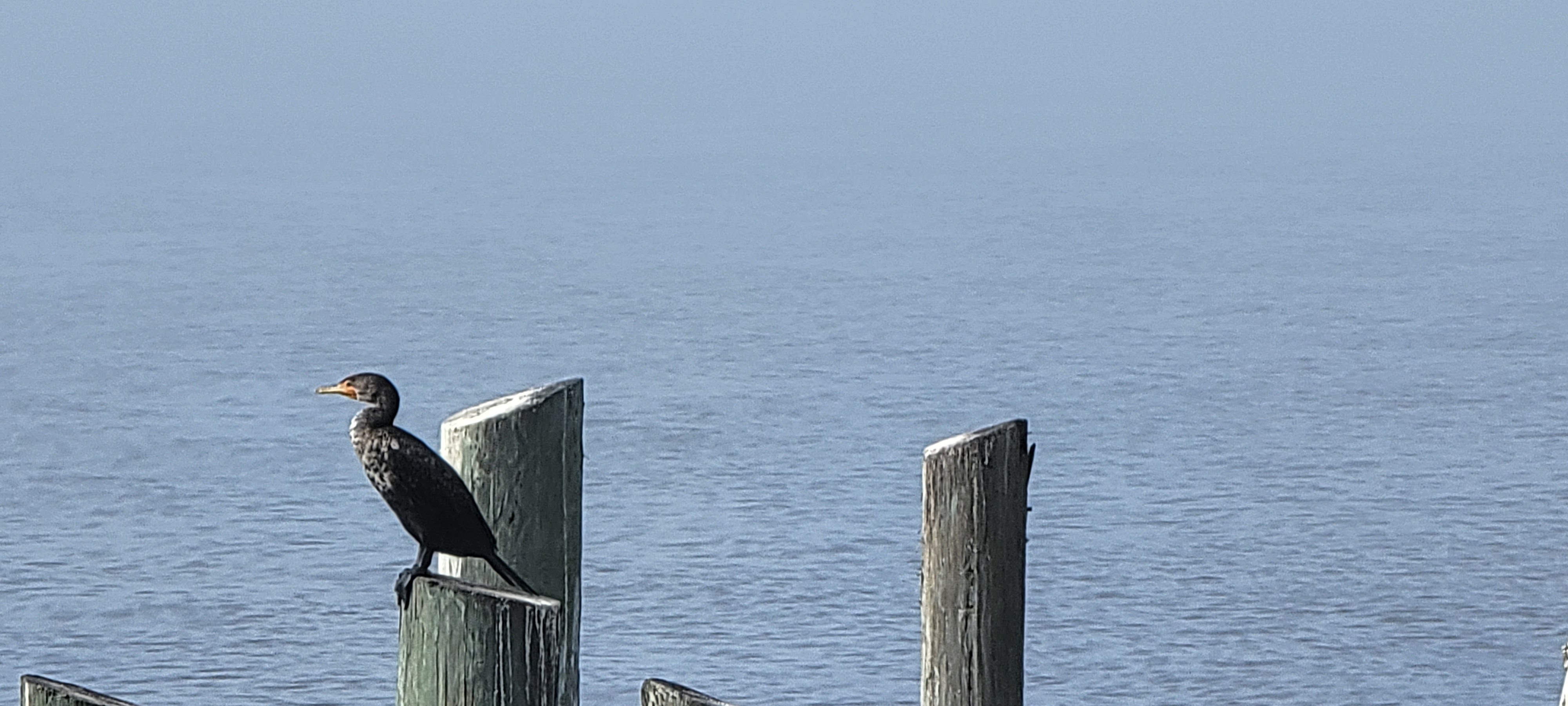 Cedar Key Gulf Coast view - mostly the sound
