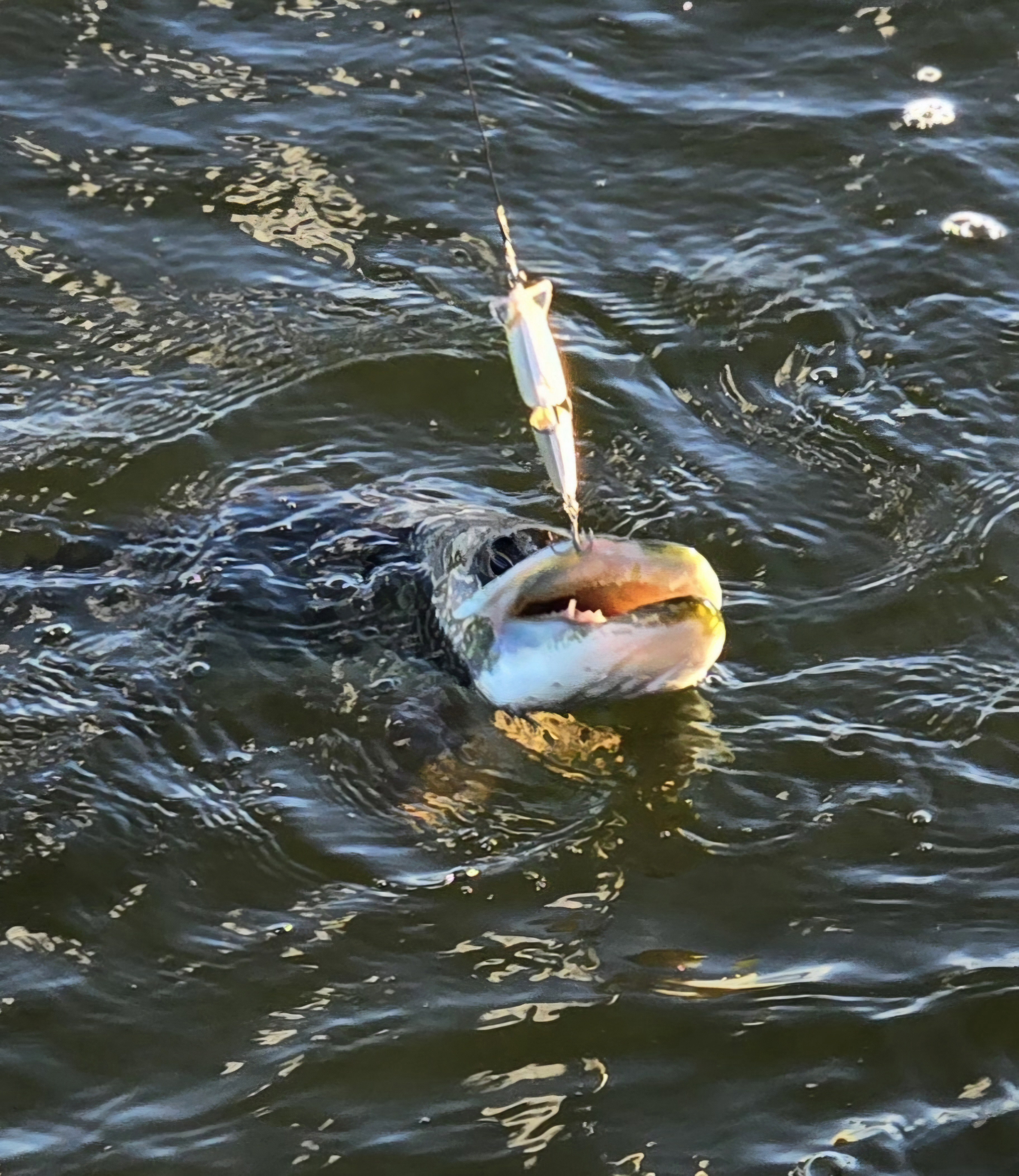 Catching Walleyes on a lake in Minnesota