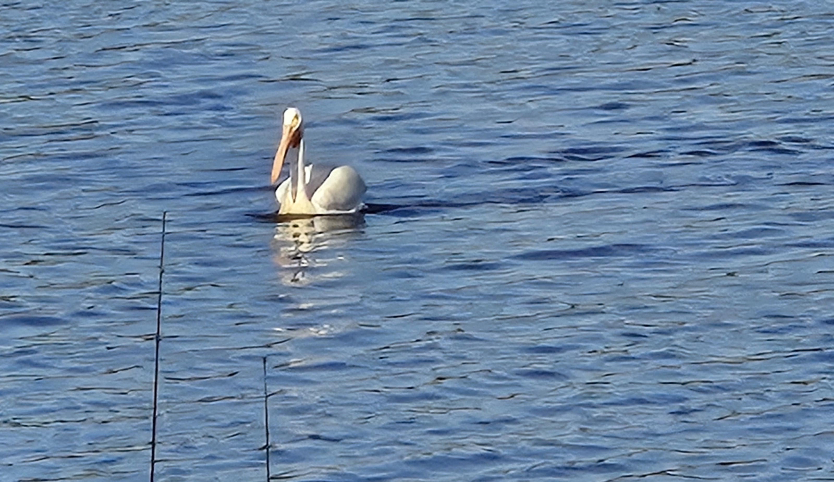 Pelican floating on a Minnesota lake