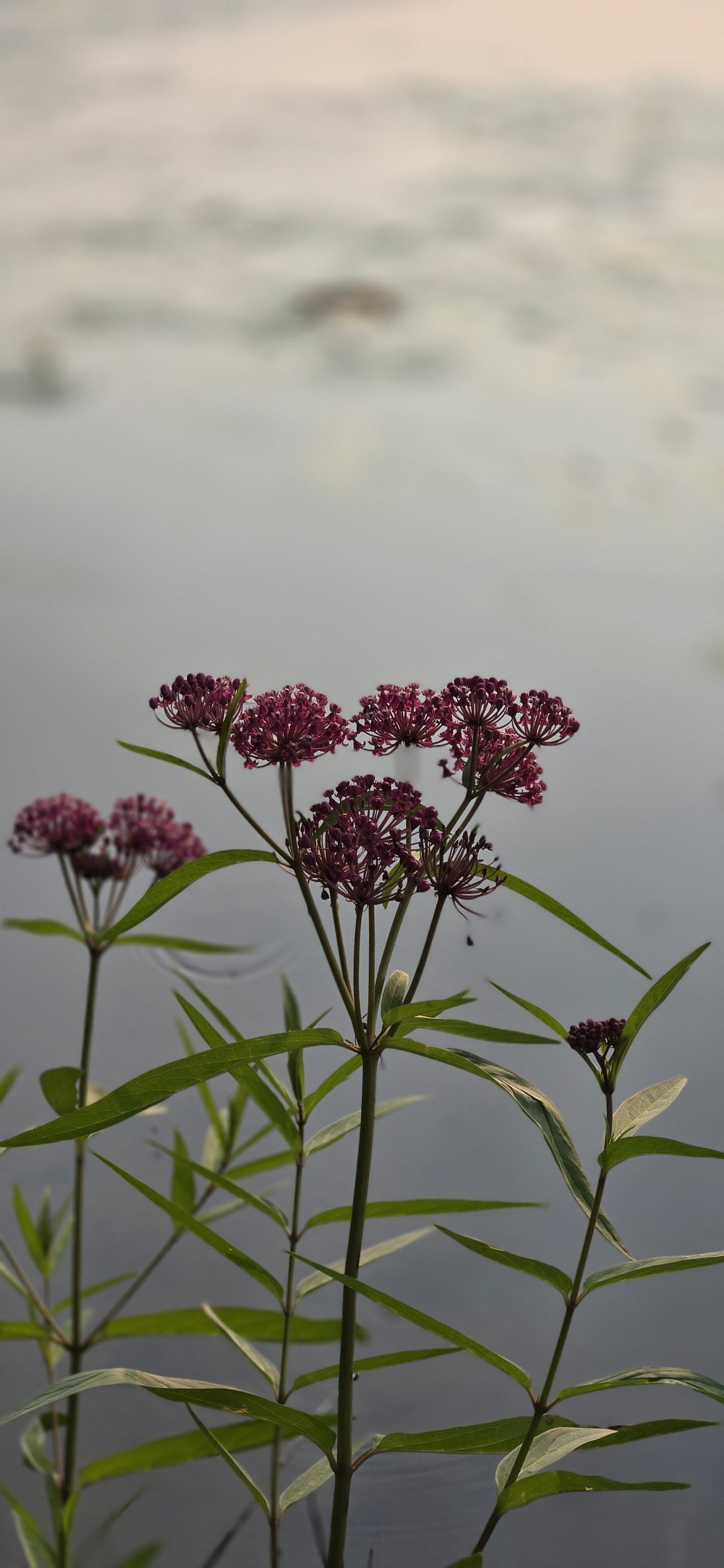The many flowers of Minesota, or weeds depending on how you look at it