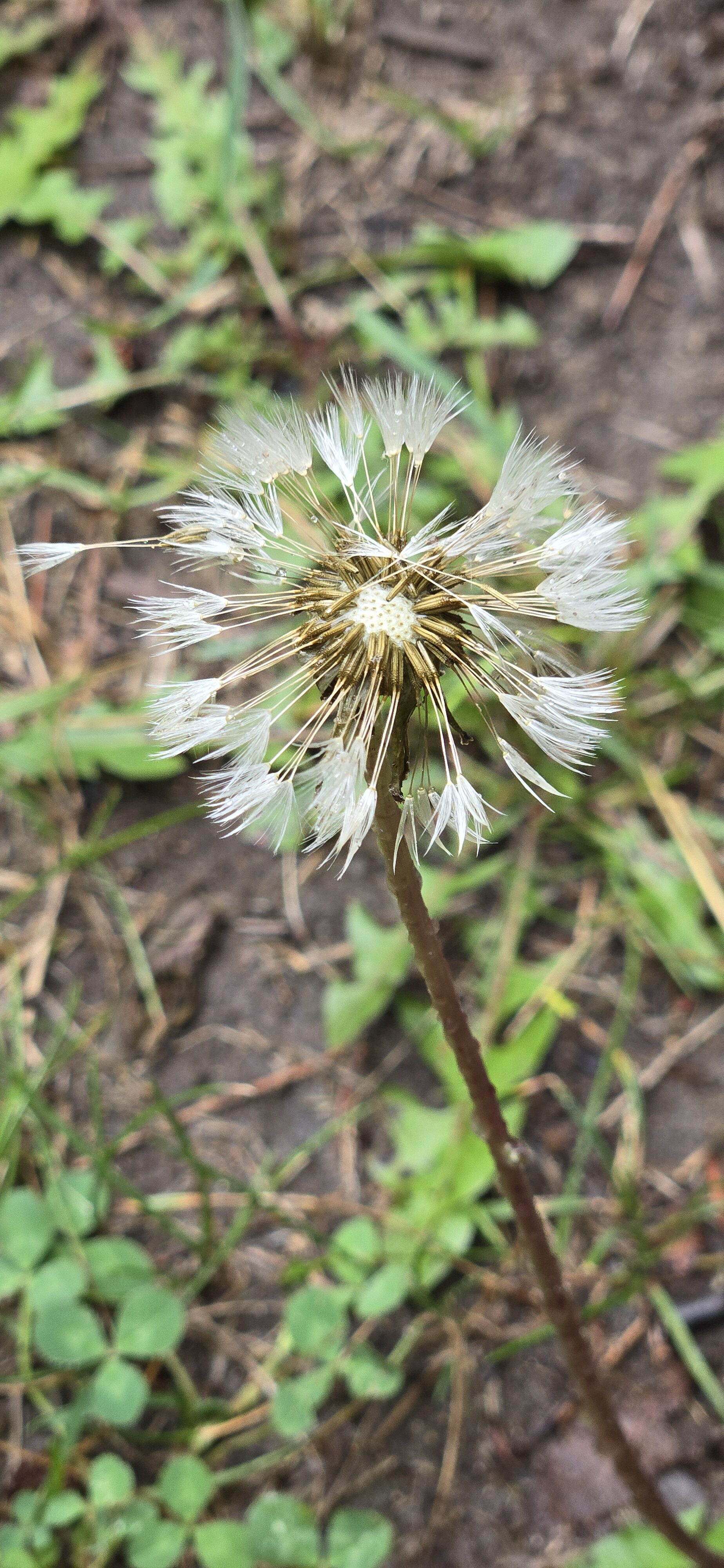 Dandelions in Minnesota summer
