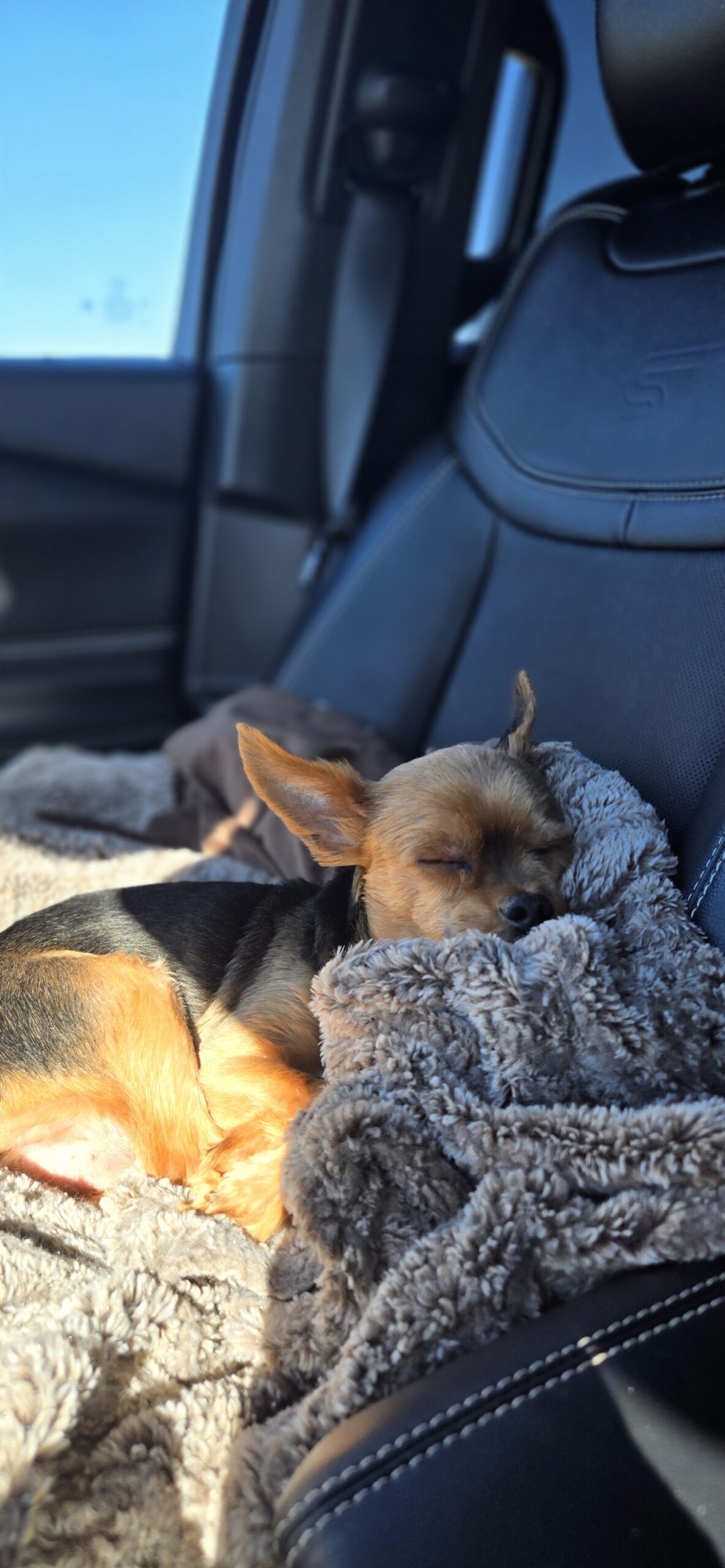 Home Sick for Homer