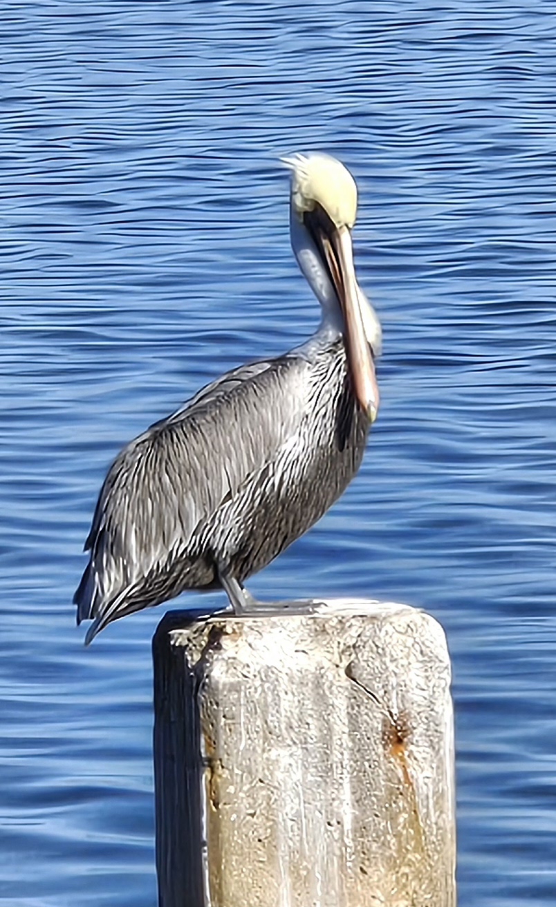Homer for the Holidays pelican looking for christmas