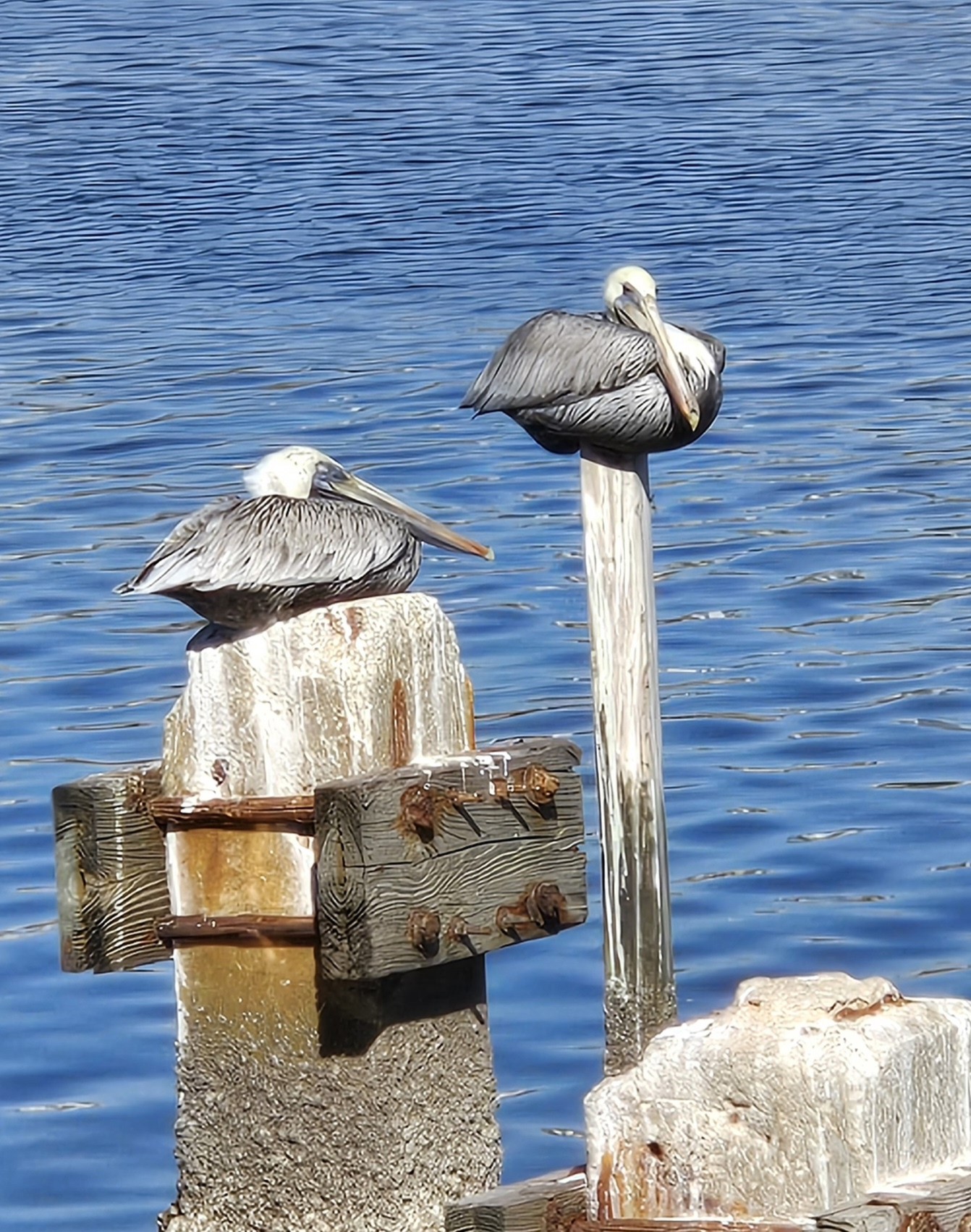 Cedar Key Florida with pelicans on poles