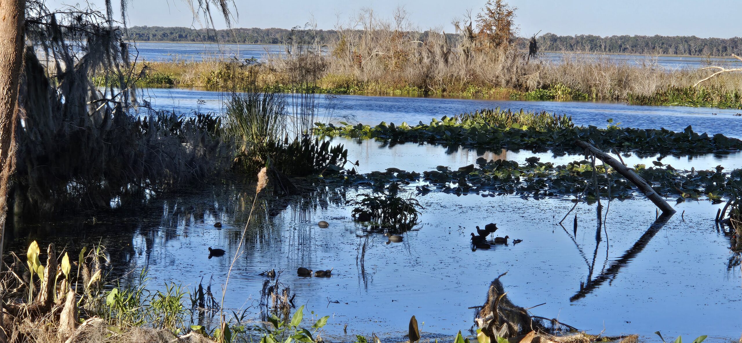Orange Lake Florida view from shoreline