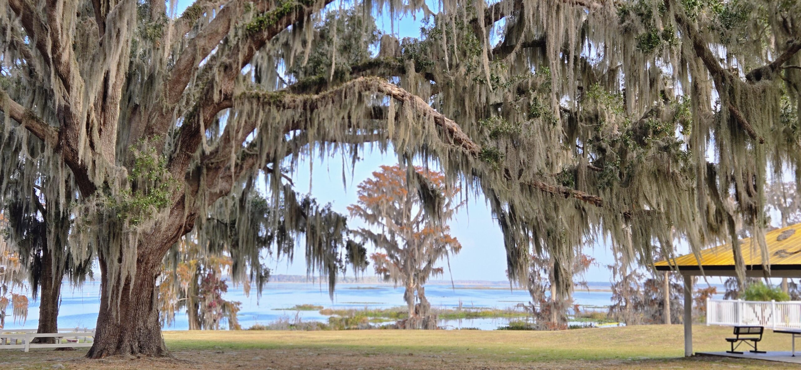 Florida in the fall - foliage and view of orange lake