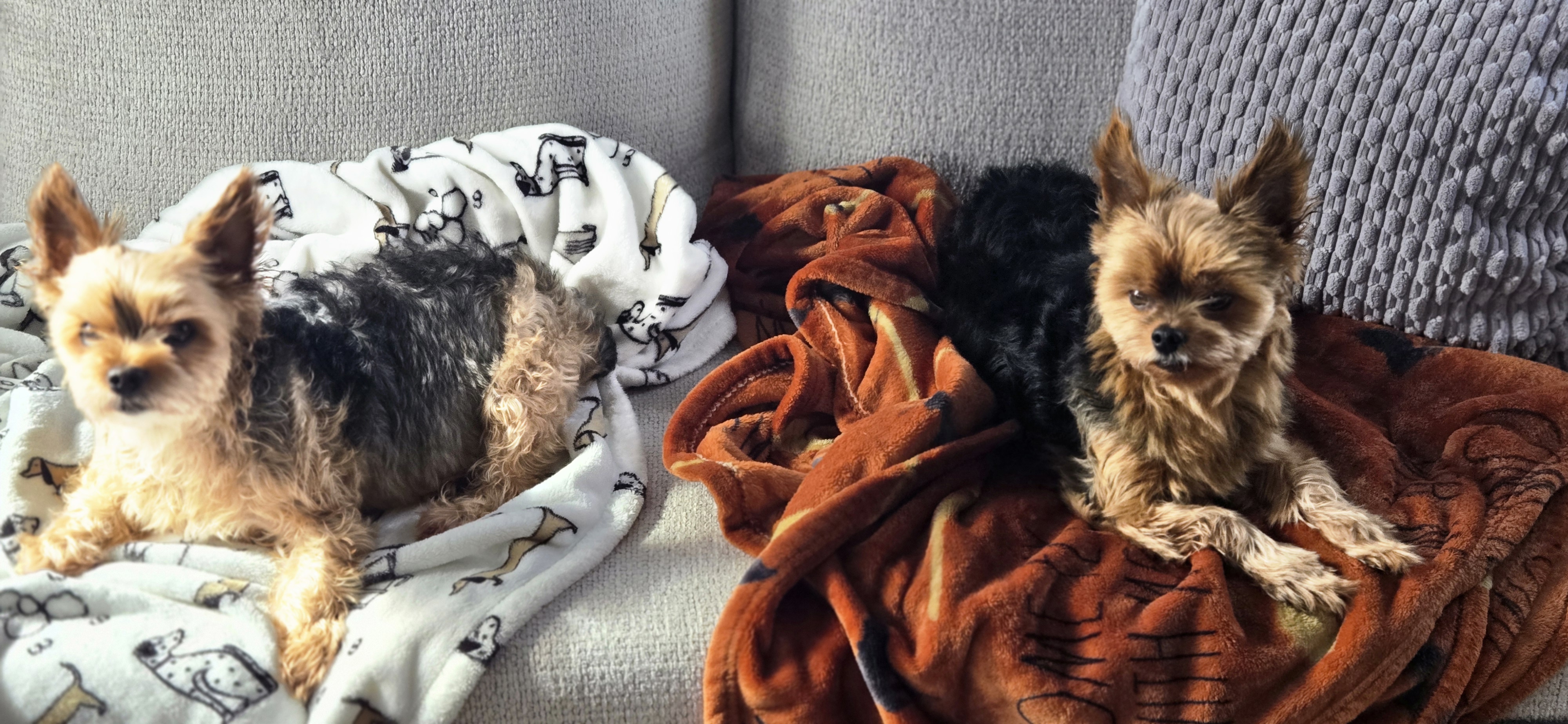 Max and Rocky from Traveling with the Sarffs