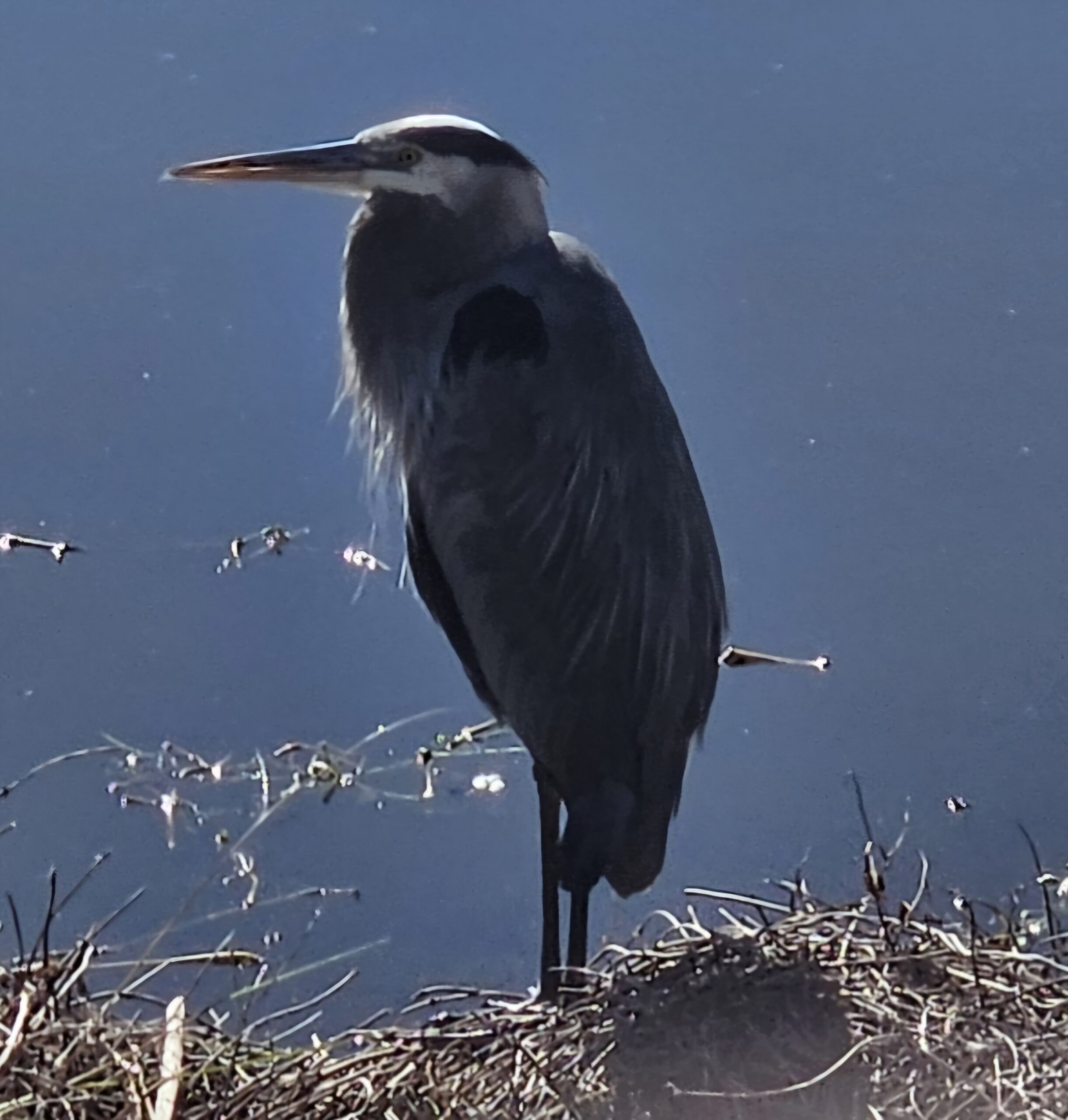 Orange Lake Florida blue heron
