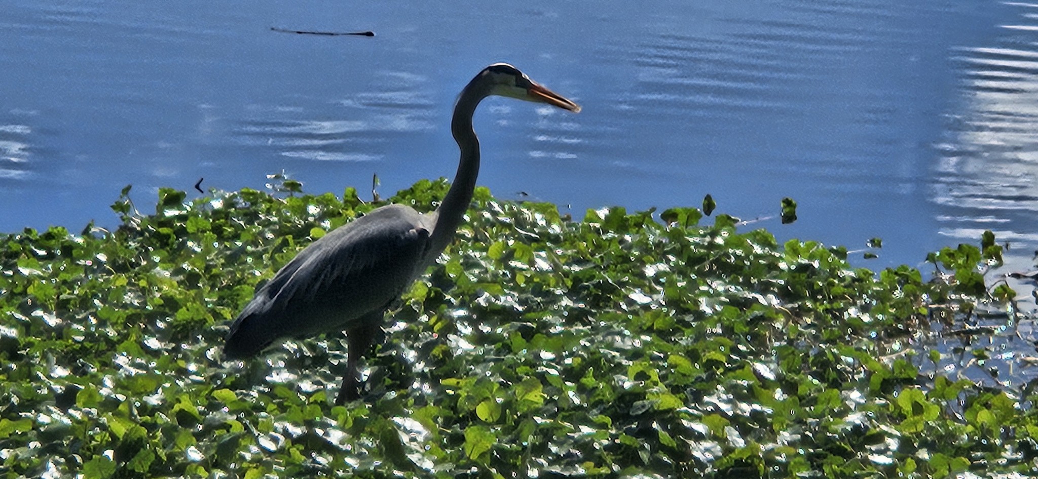 The many birds of Orange Lake, Florida