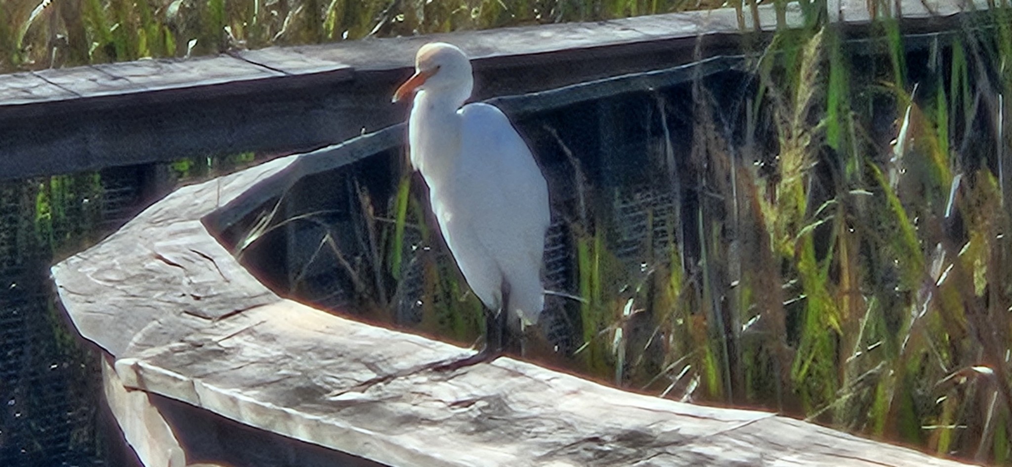 The many birds of Orange Lake in Florida