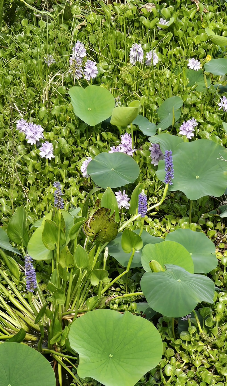 Florida's pickleweed - so pretty