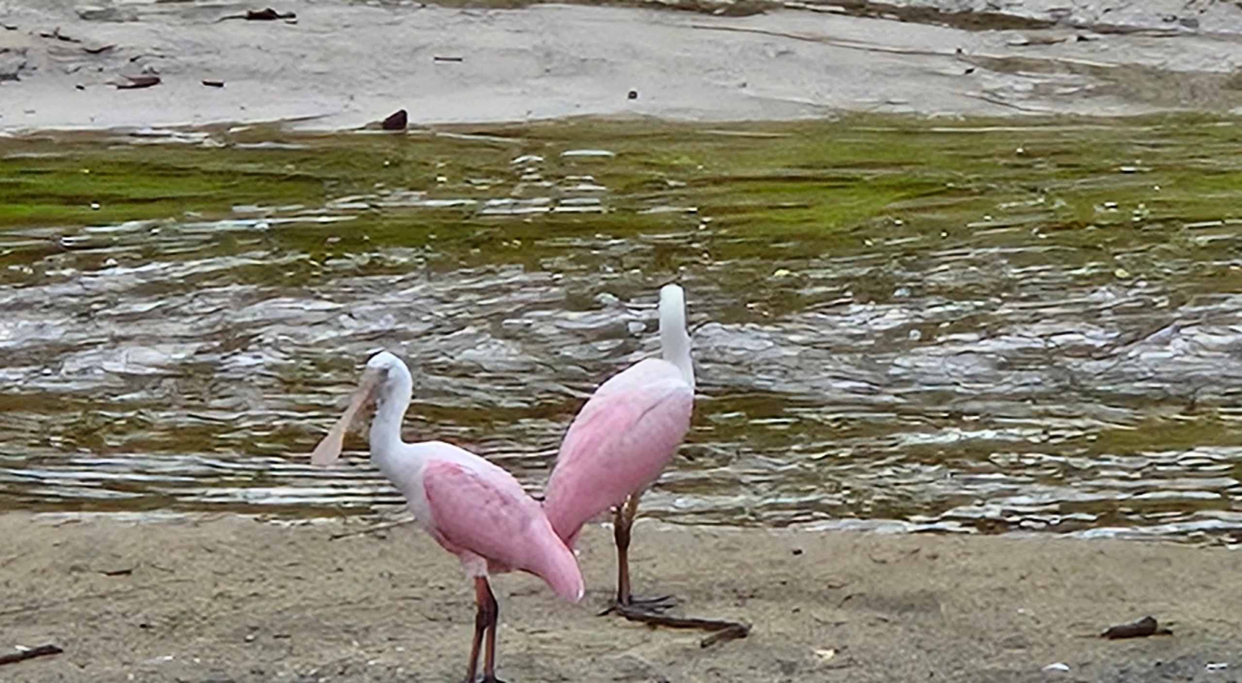 Roseate Spoonbills in Florida