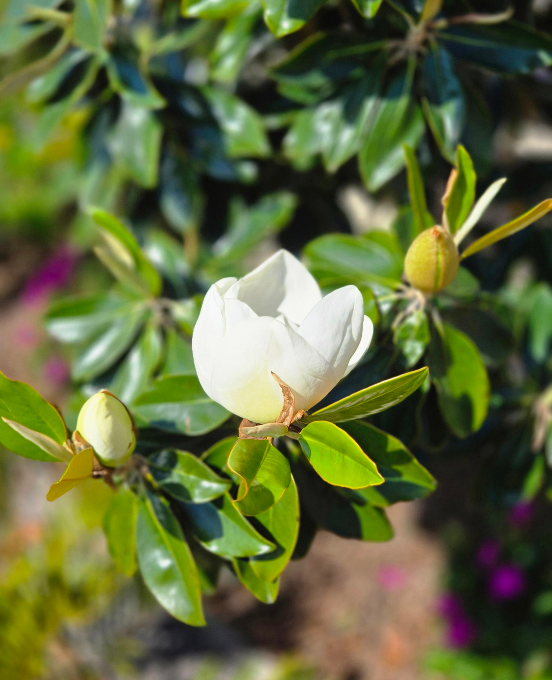 Florida's Wildlife and Wildflowers blog post