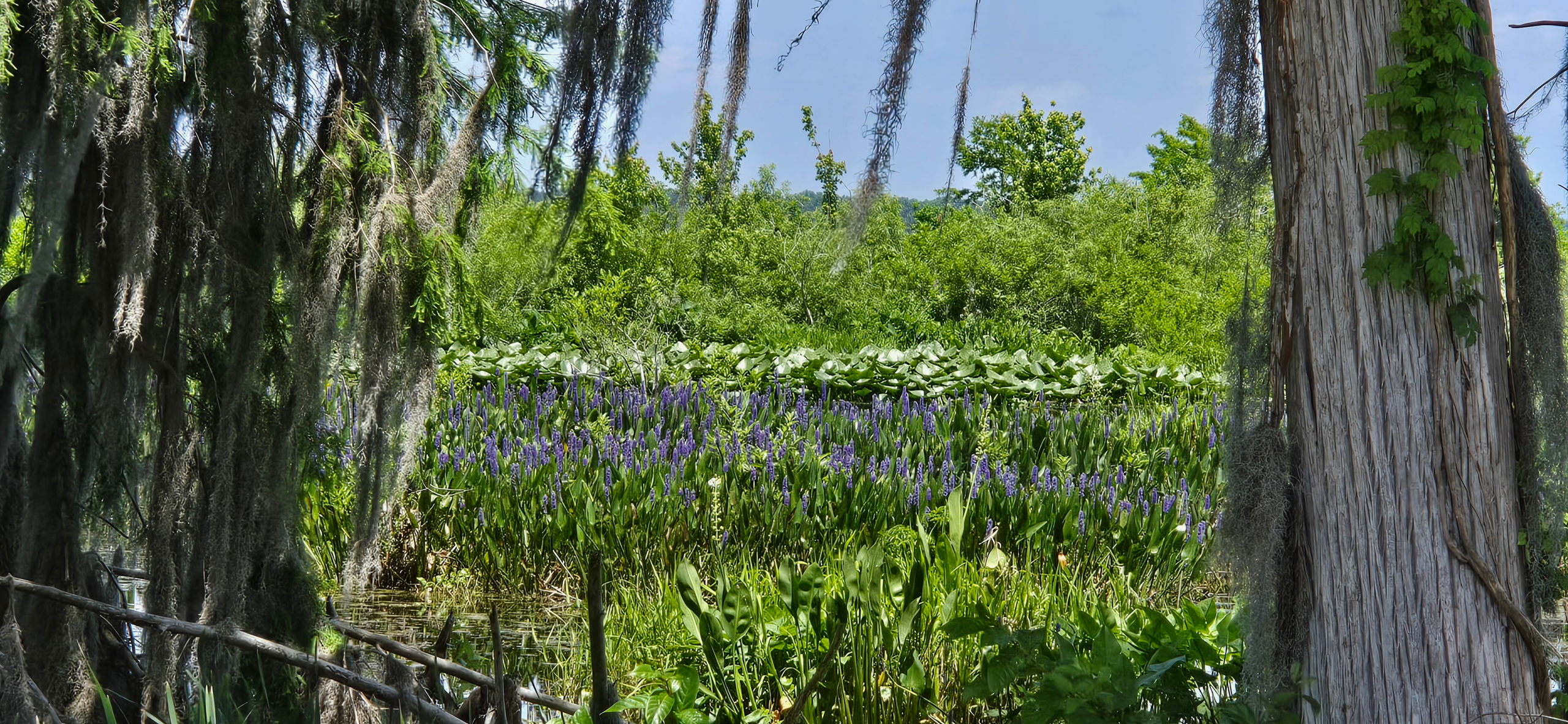 Florida's Wildlife and Wildflowers blog post