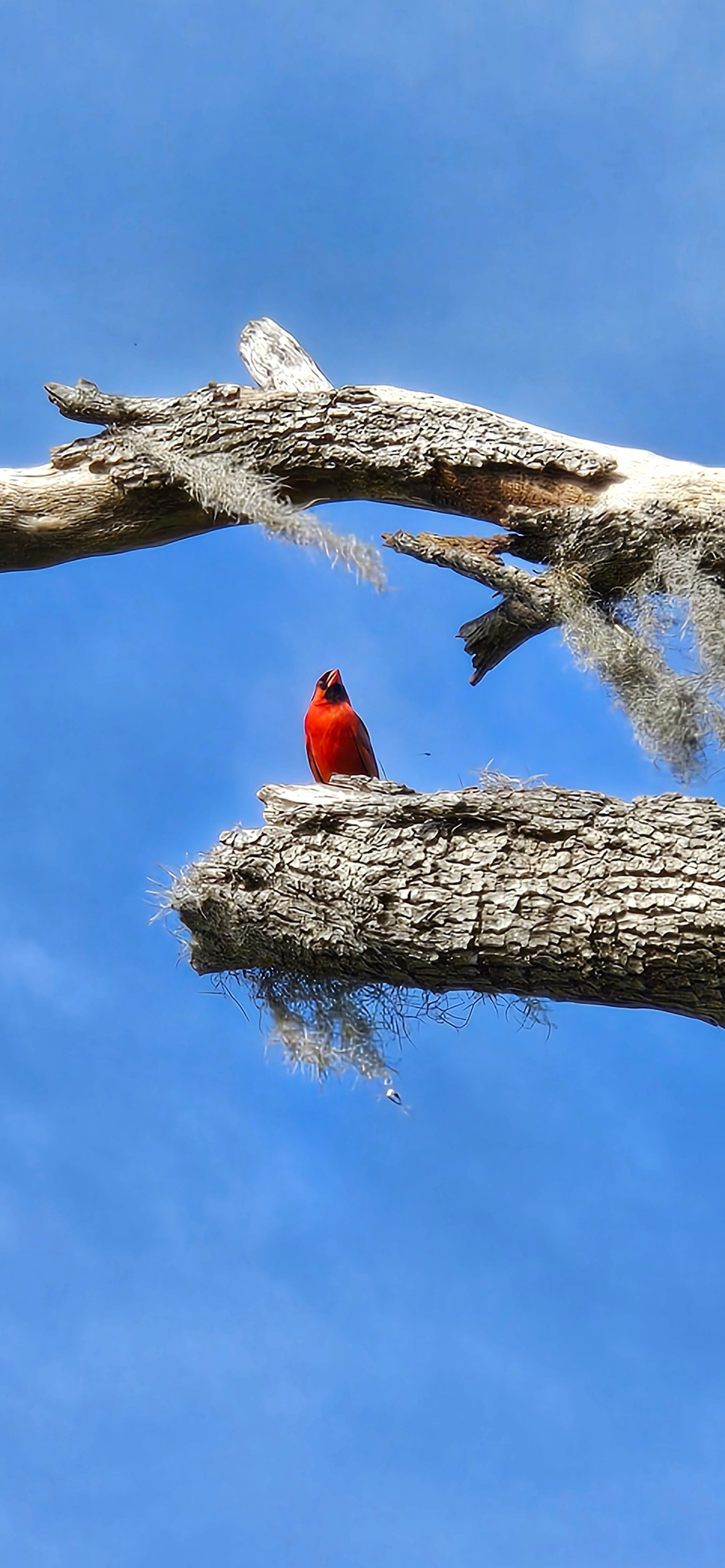 Florida's Wildlife and Wildflowers blog post