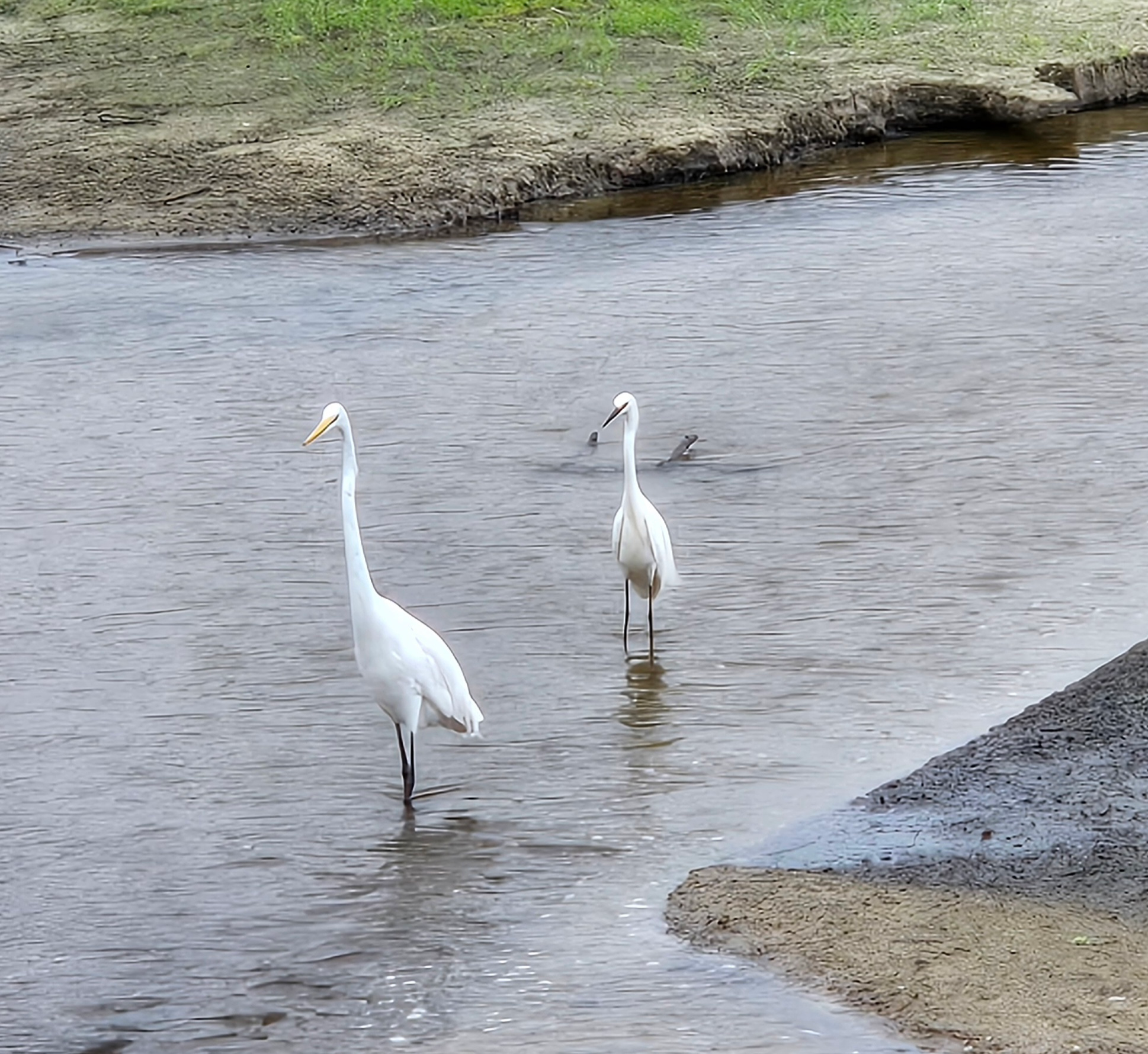 Florida's Wildlife and Wildflowers blog post