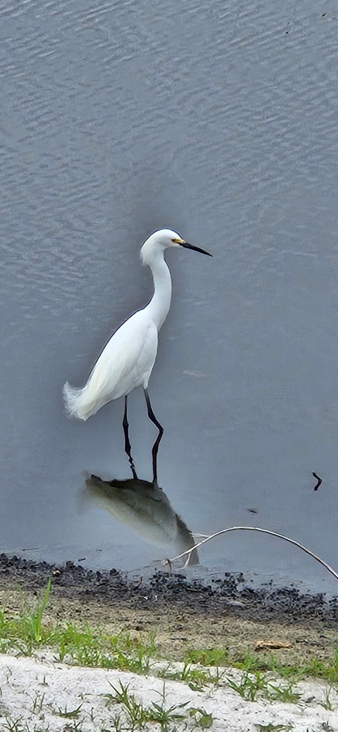 Florida's Wildlife and Wildflowers blog post