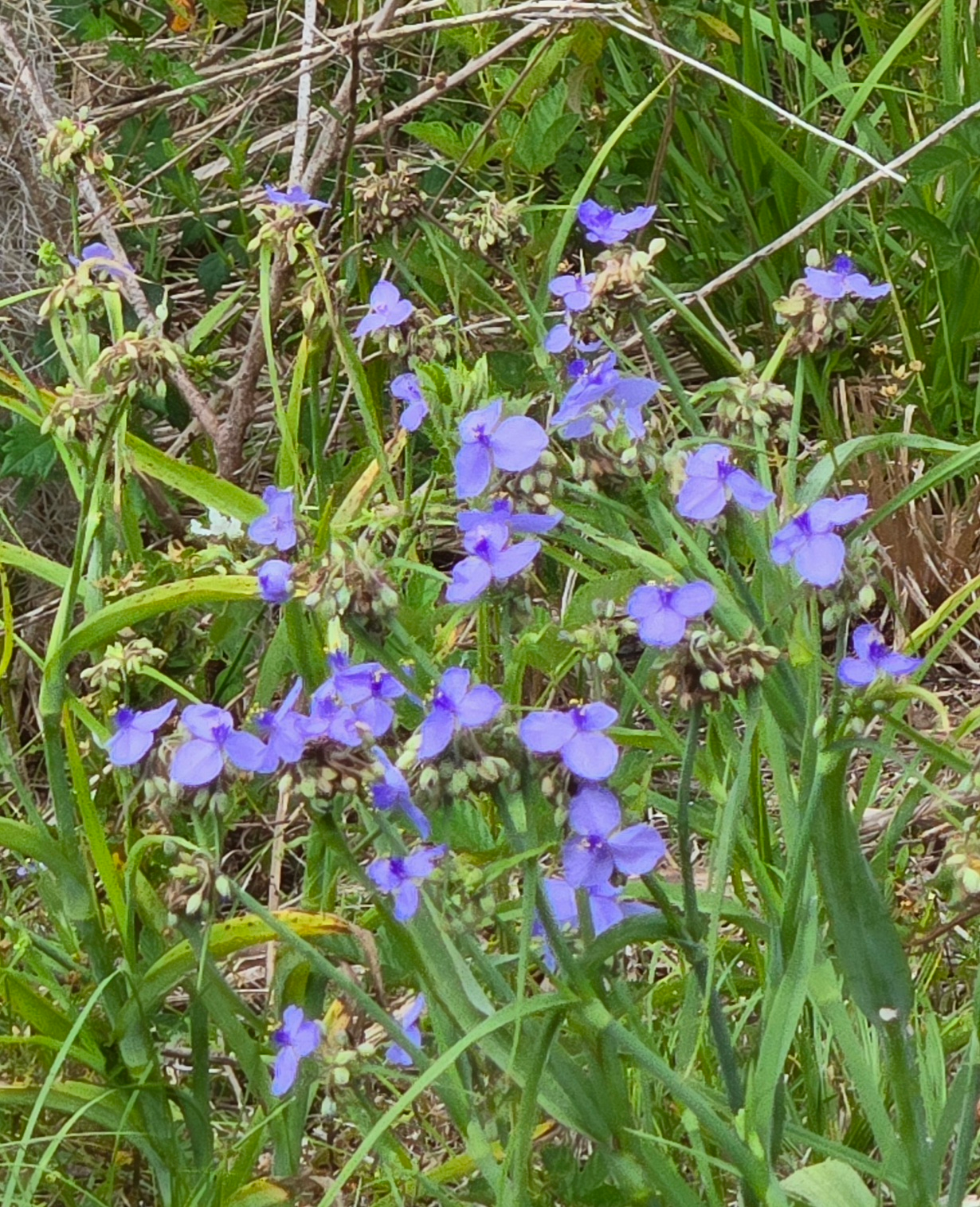 Florida's Wildlife and Wildflowers blog post