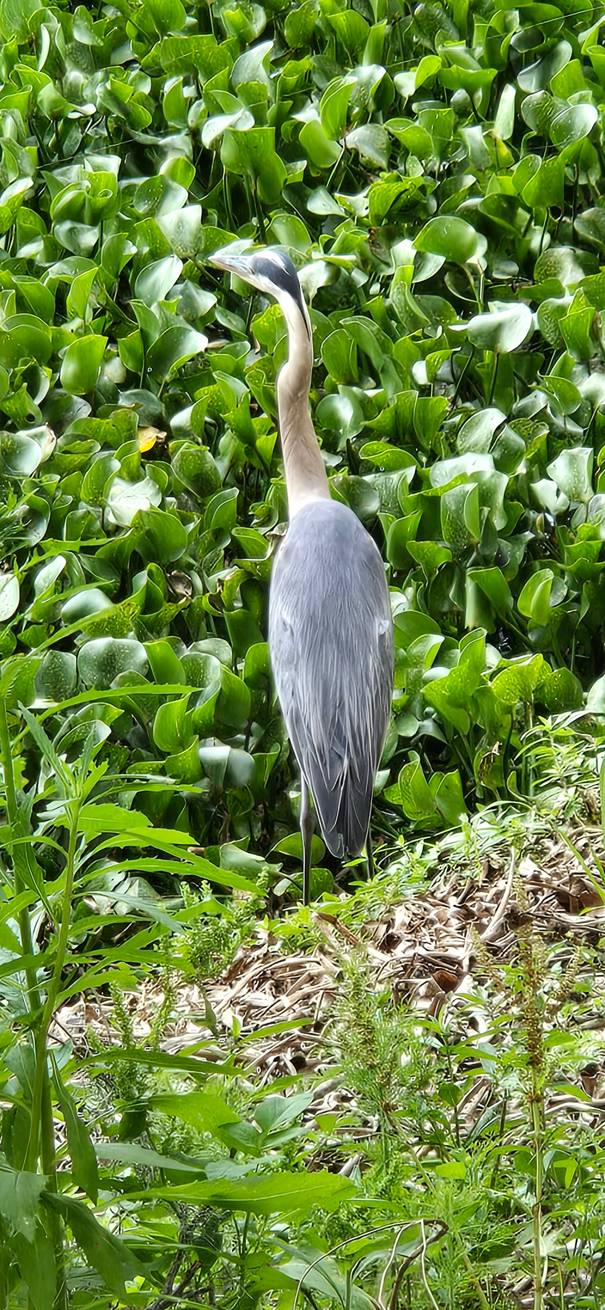 Florida's Wildlife and Wildflowers blog post