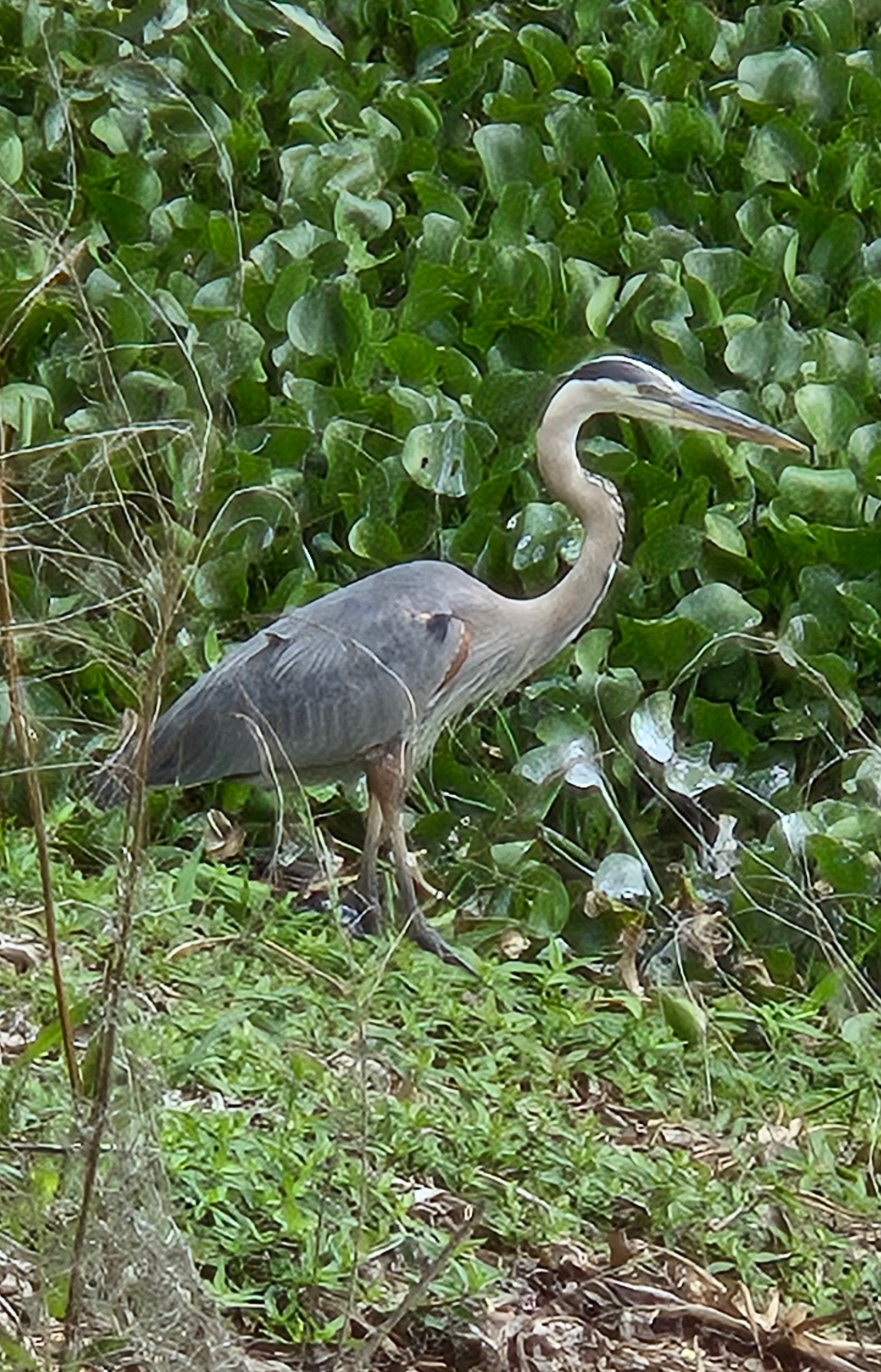 Florida's Wildlife and Wildflowers blog post