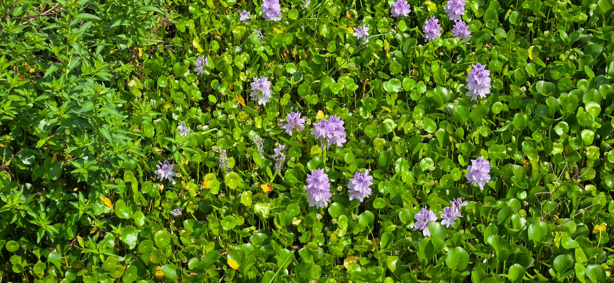 Florida's Wildlife and Wildflowers blog post
