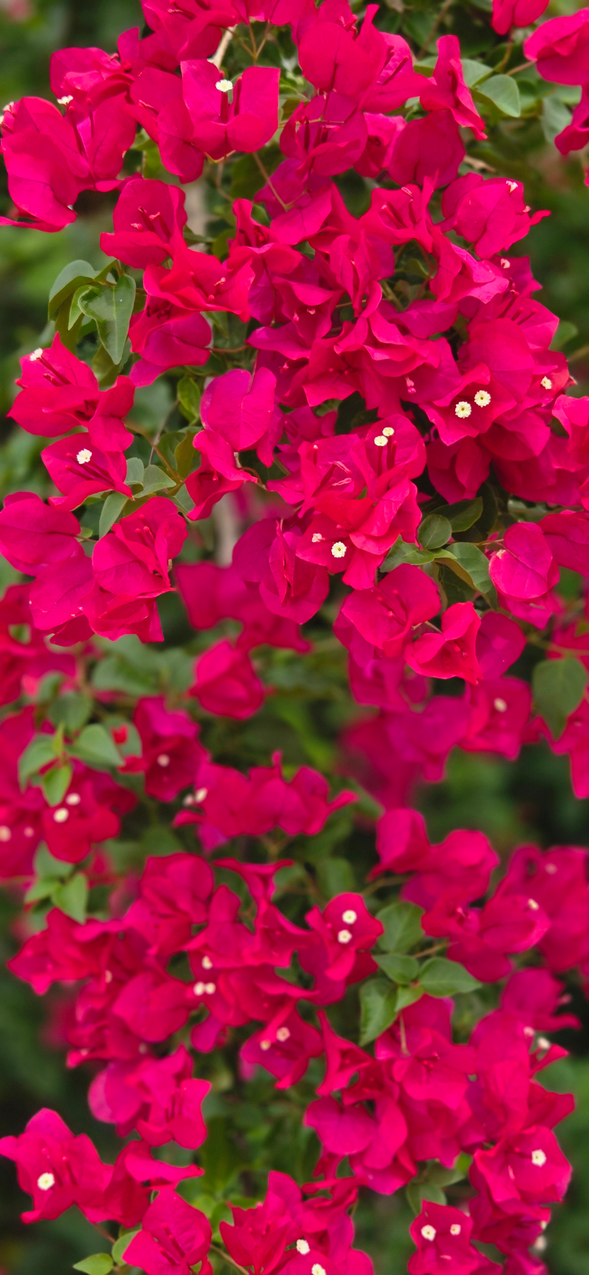 Florida's Wildlife and Wildflowers blog post