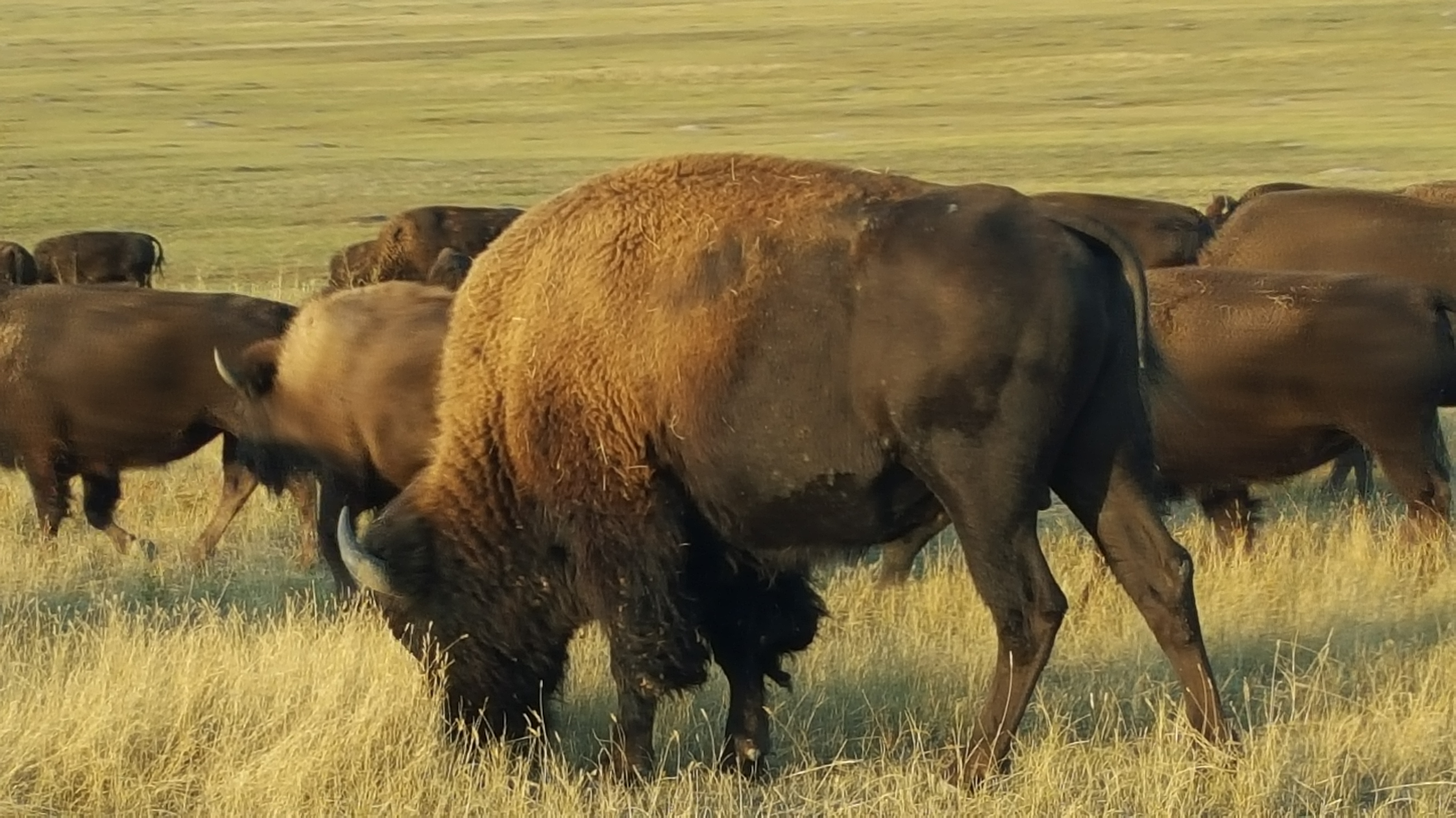 the mighty buffalo of South Dakota