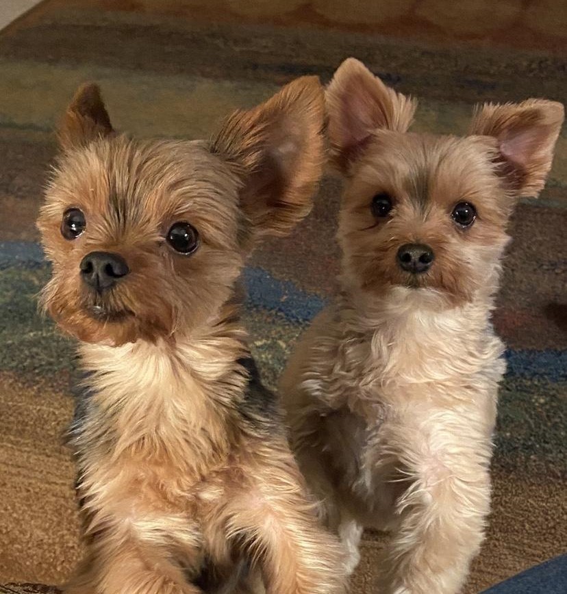 RVing with pets and the travelingsarffs