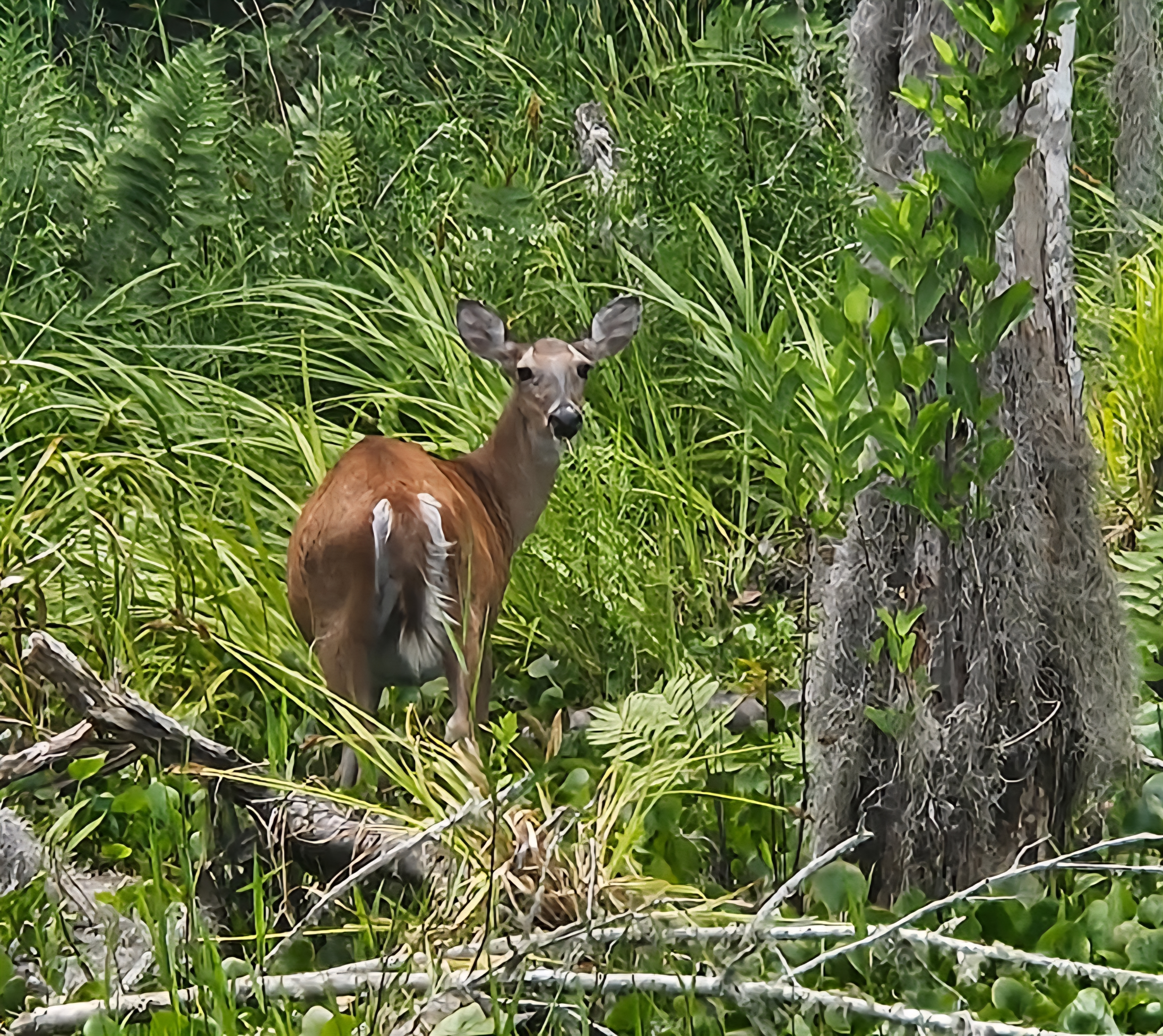 Florida's Wildlife and Wildflowers blog post