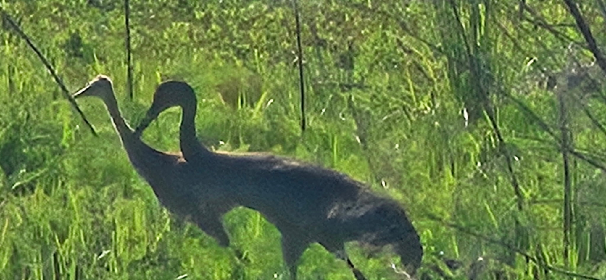 Florida's Wildlife and Wildflowers blog post