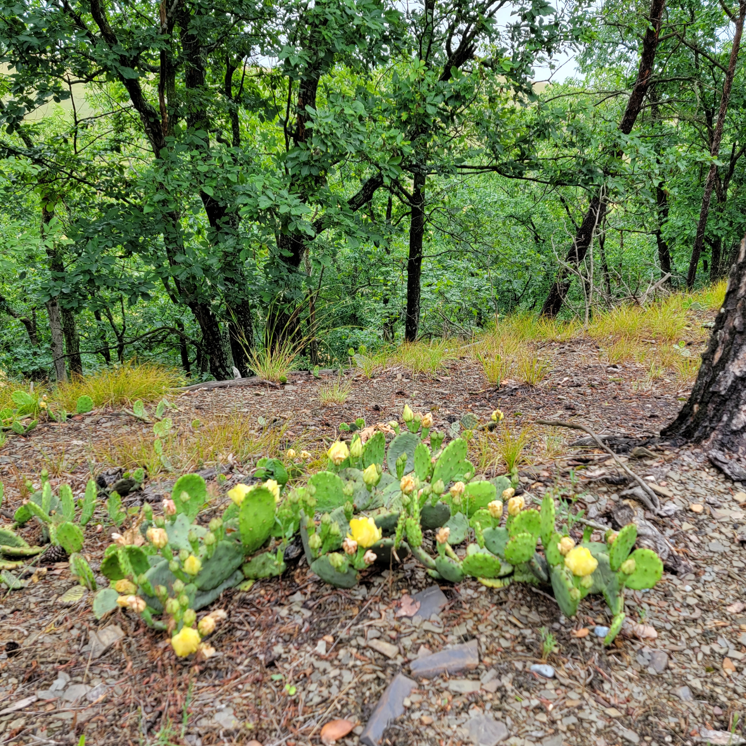 Wild West Virginia blog post