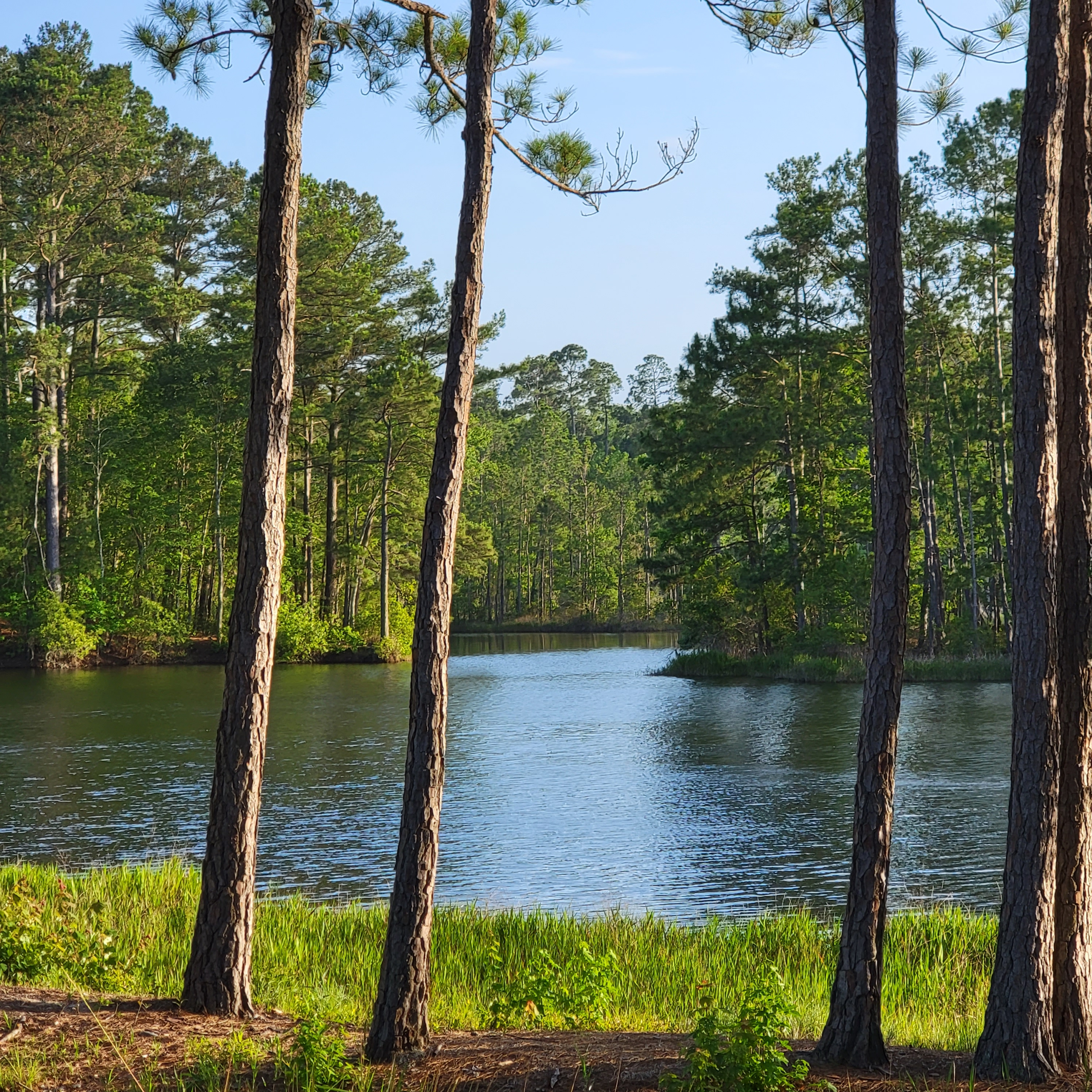 The Lush Lowlands of South Carolina blog post